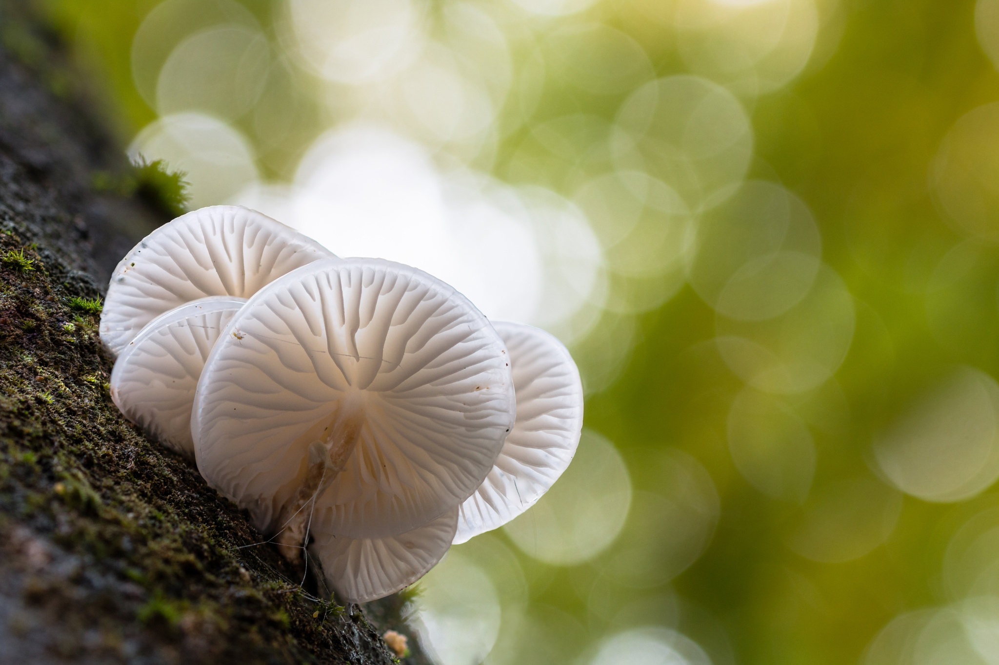 Handy-Wallpaper Natur, Nahansicht, Pilz, Bokeh, Erde/natur kostenlos herunterladen.