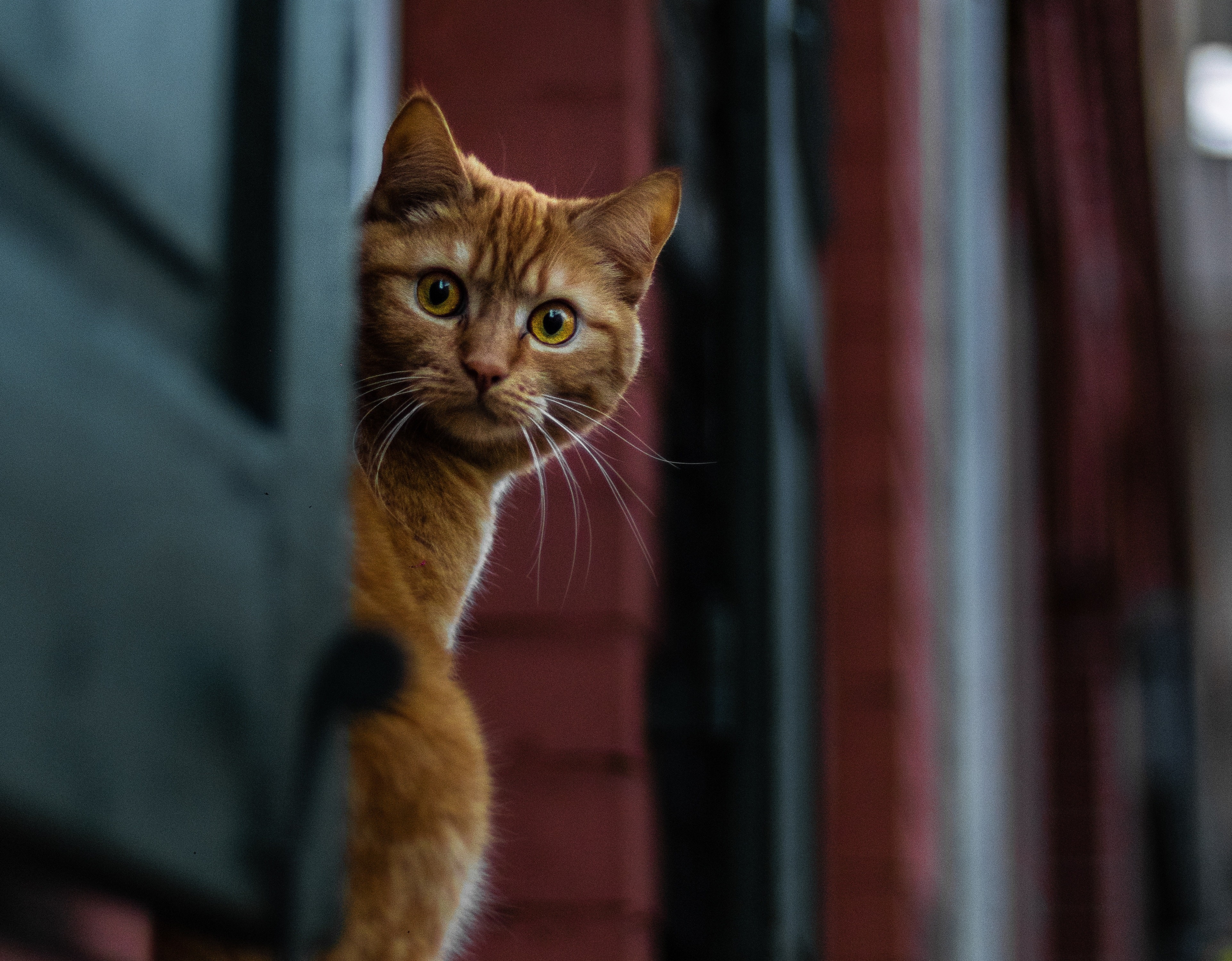 Baixe gratuitamente a imagem Gato, Gatos, Animais na área de trabalho do seu PC