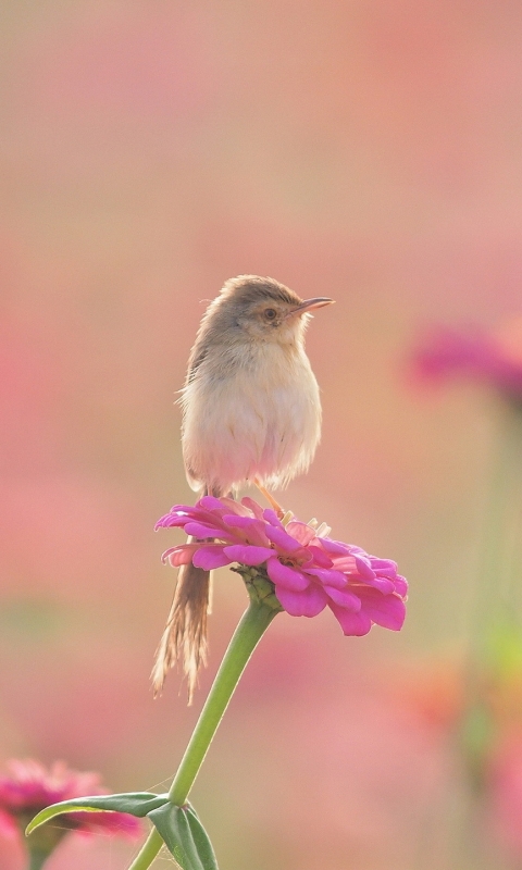 Descarga gratuita de fondo de pantalla para móvil de Animales, Aves, Ave.