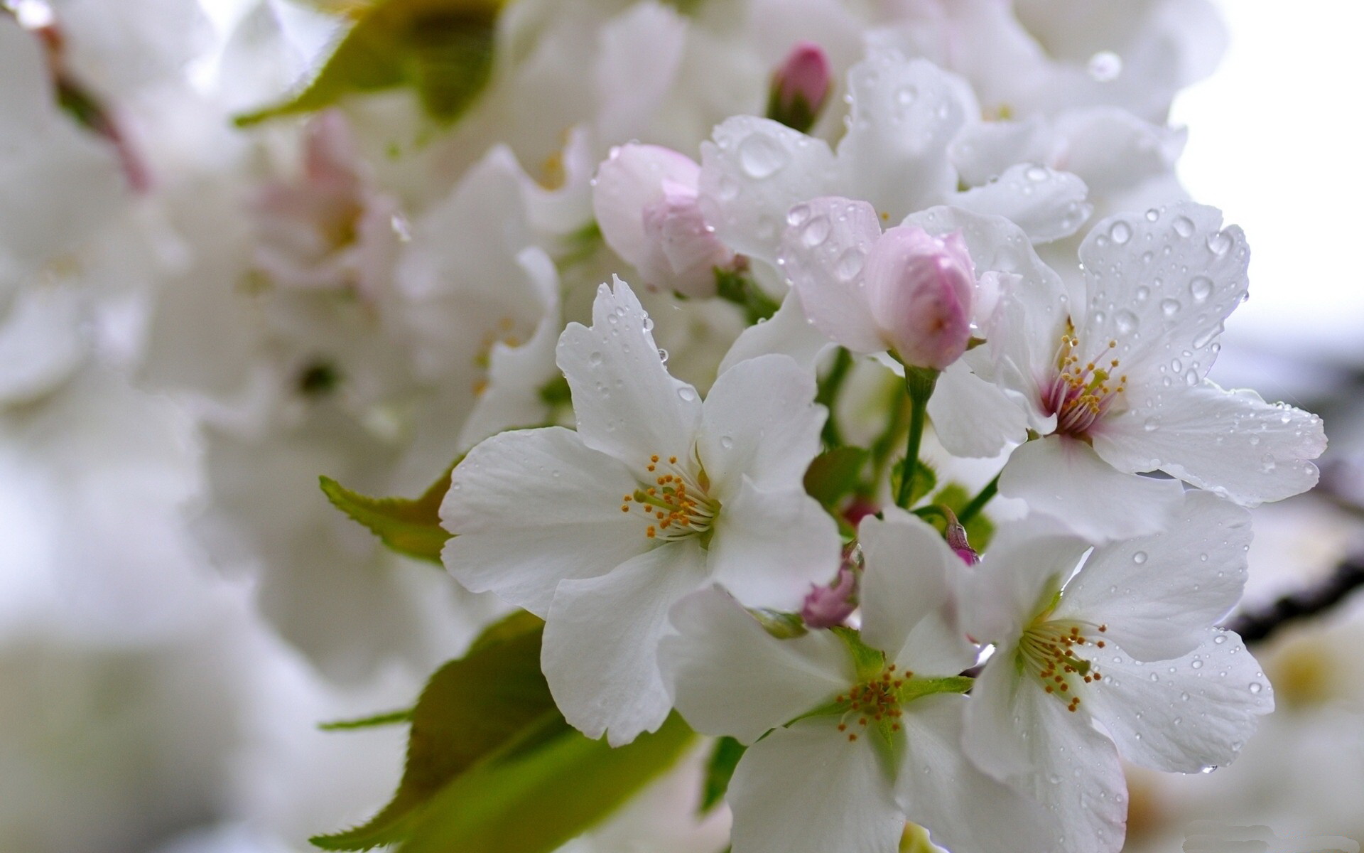 Laden Sie das Blumen, Blüte, Erde/natur-Bild kostenlos auf Ihren PC-Desktop herunter