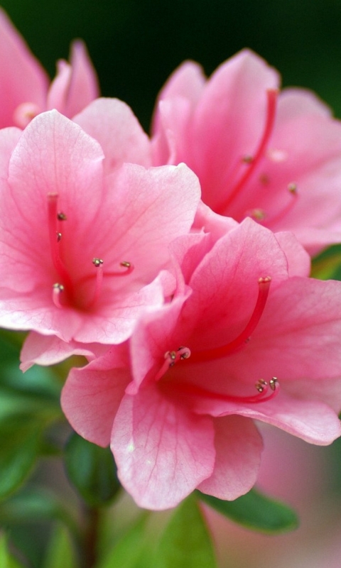 Descarga gratuita de fondo de pantalla para móvil de Flores, Flor, Tierra/naturaleza.