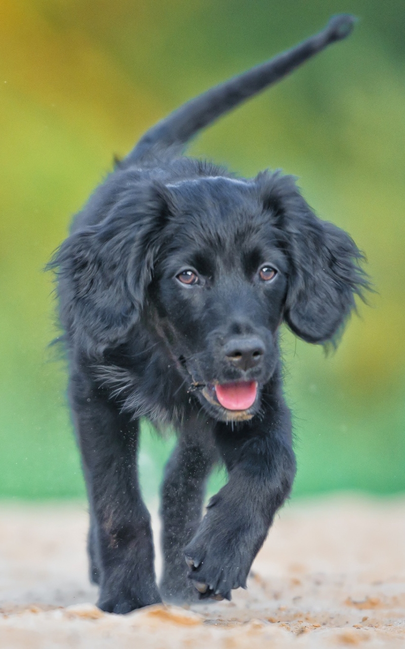 Descarga gratuita de fondo de pantalla para móvil de Animales, Perros, Perro, Cachorro, Bebe Animal.