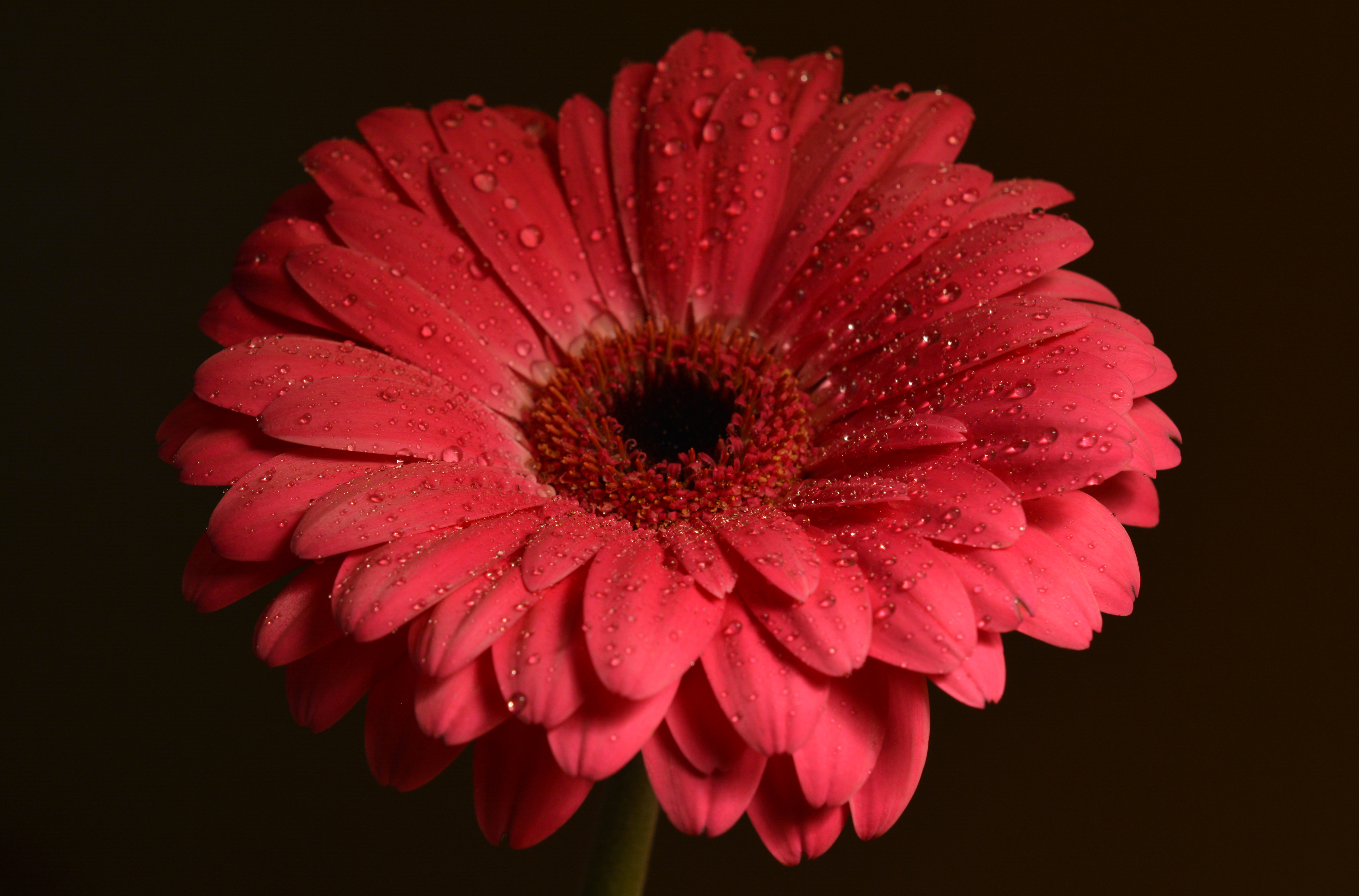 Download mobile wallpaper Flowers, Flower, Close Up, Earth, Gerbera, Red Flower, Water Drop for free.