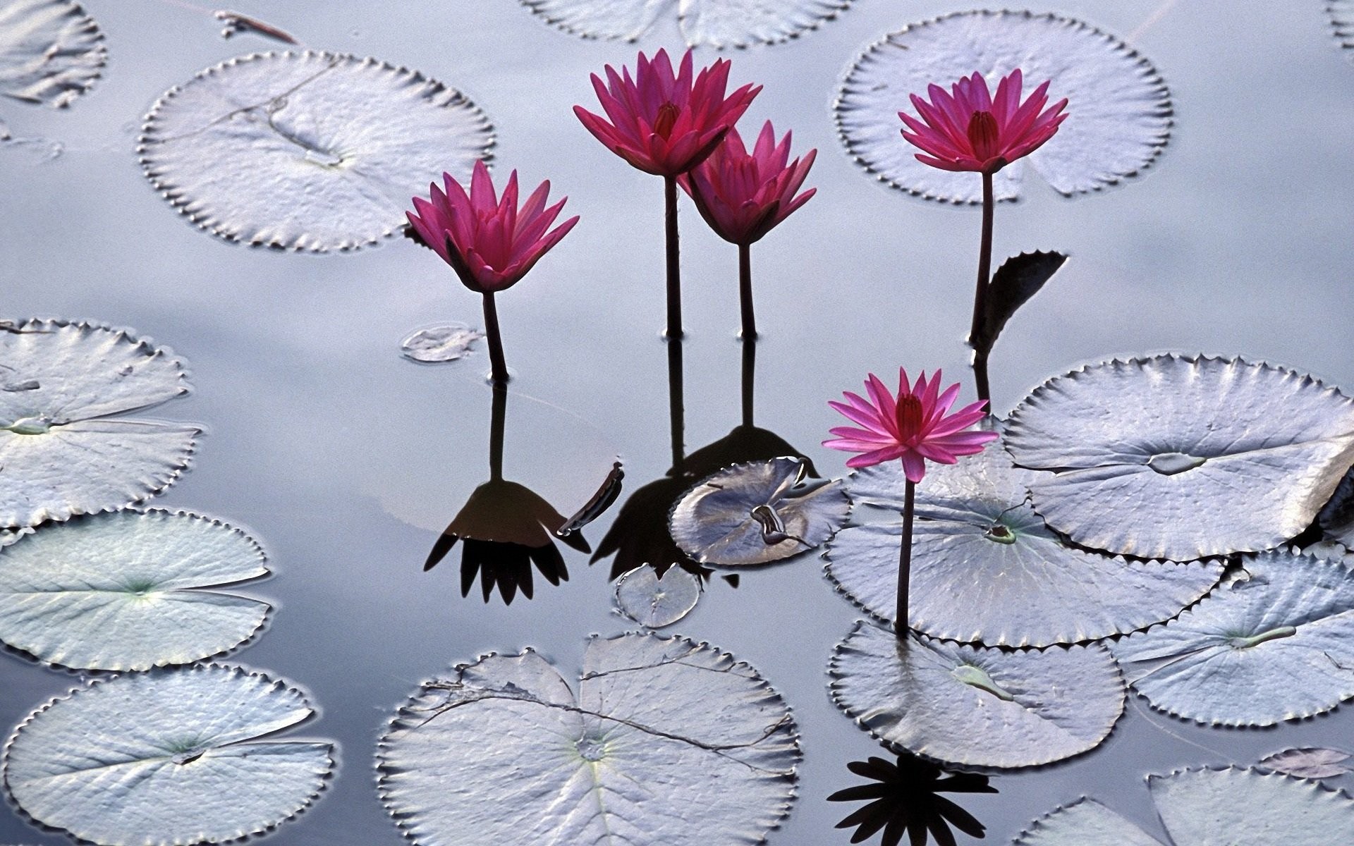 Handy-Wallpaper Seerose, Blumen, Blume, Erde/natur, Spiegelung kostenlos herunterladen.