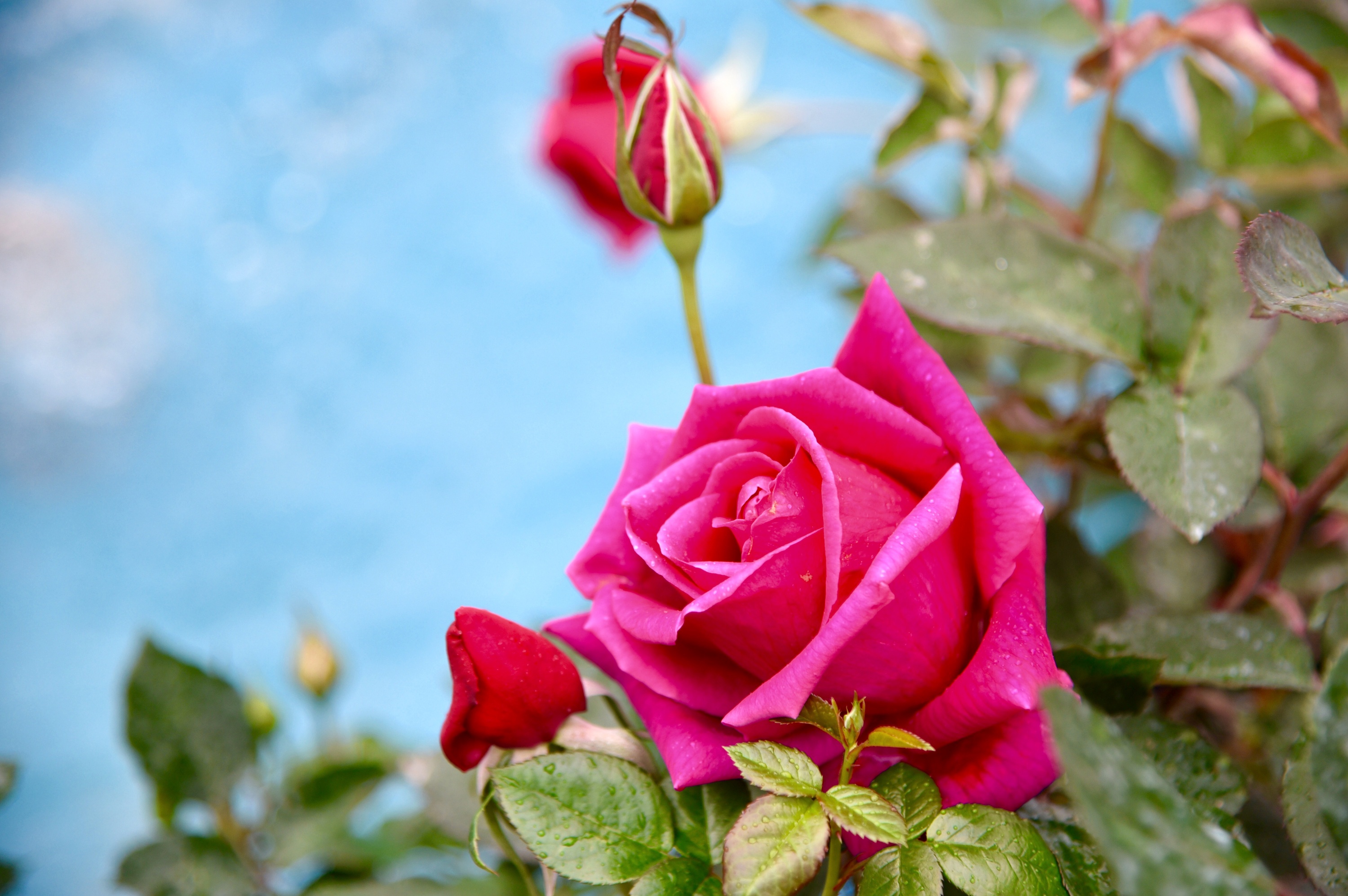 Скачать картинку Природа, Цветок, Роза, Земля/природа, Розовый Цветок, Флауэрсы в телефон бесплатно.