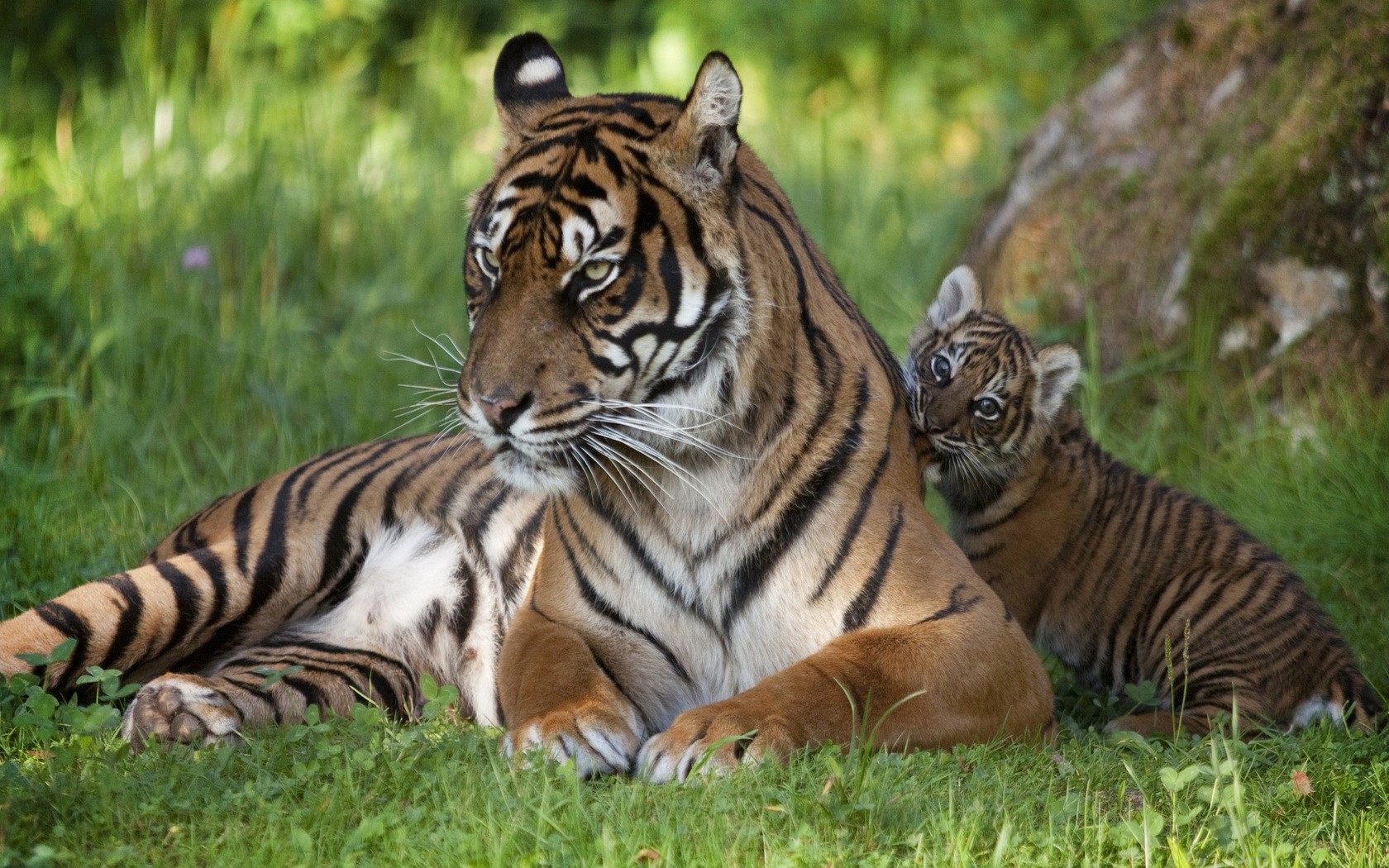 Baixar papel de parede para celular de Gatos, Animais, Tigre gratuito.