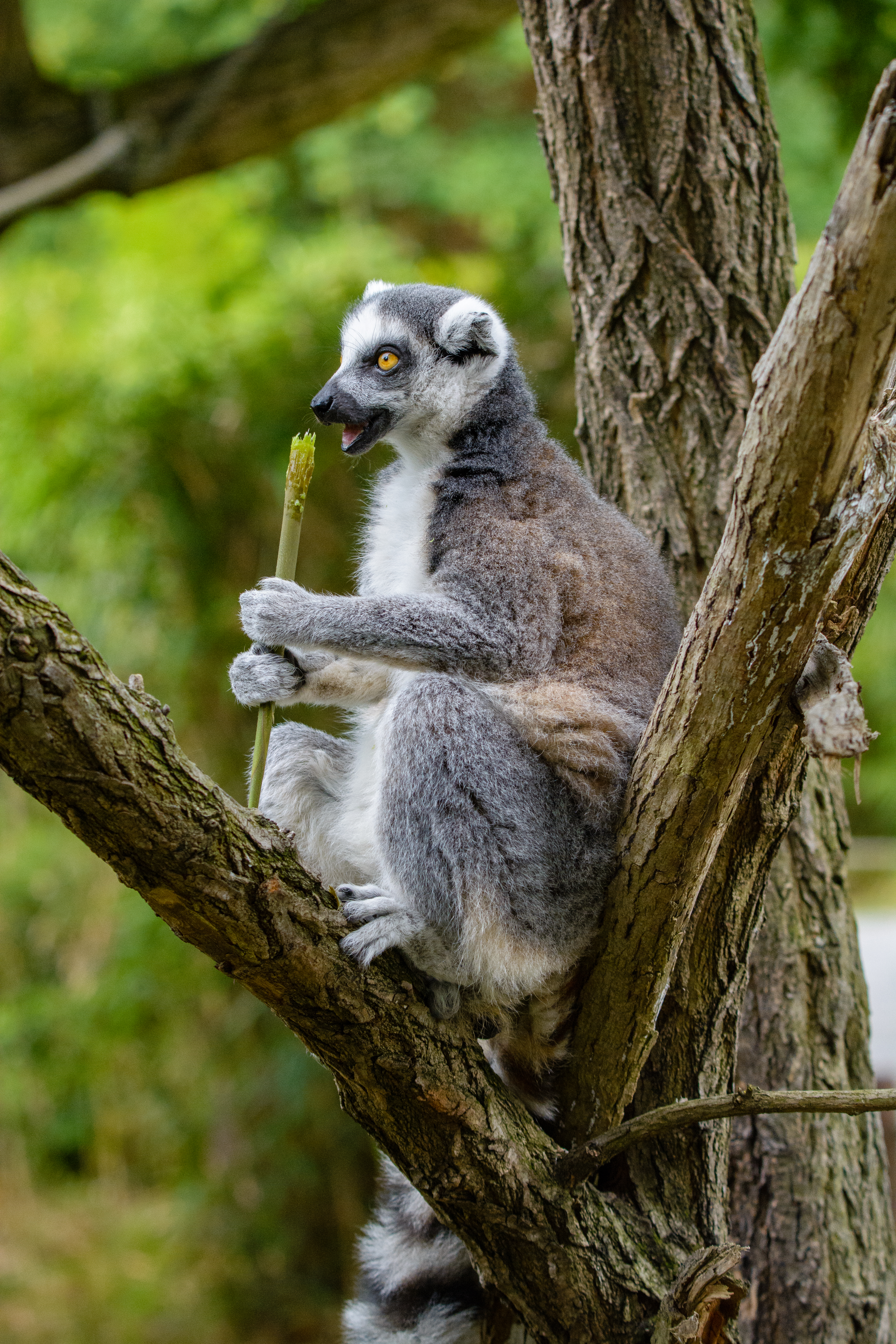lemur, animals, food, wood, tree, relaxation, rest, snack HD wallpaper