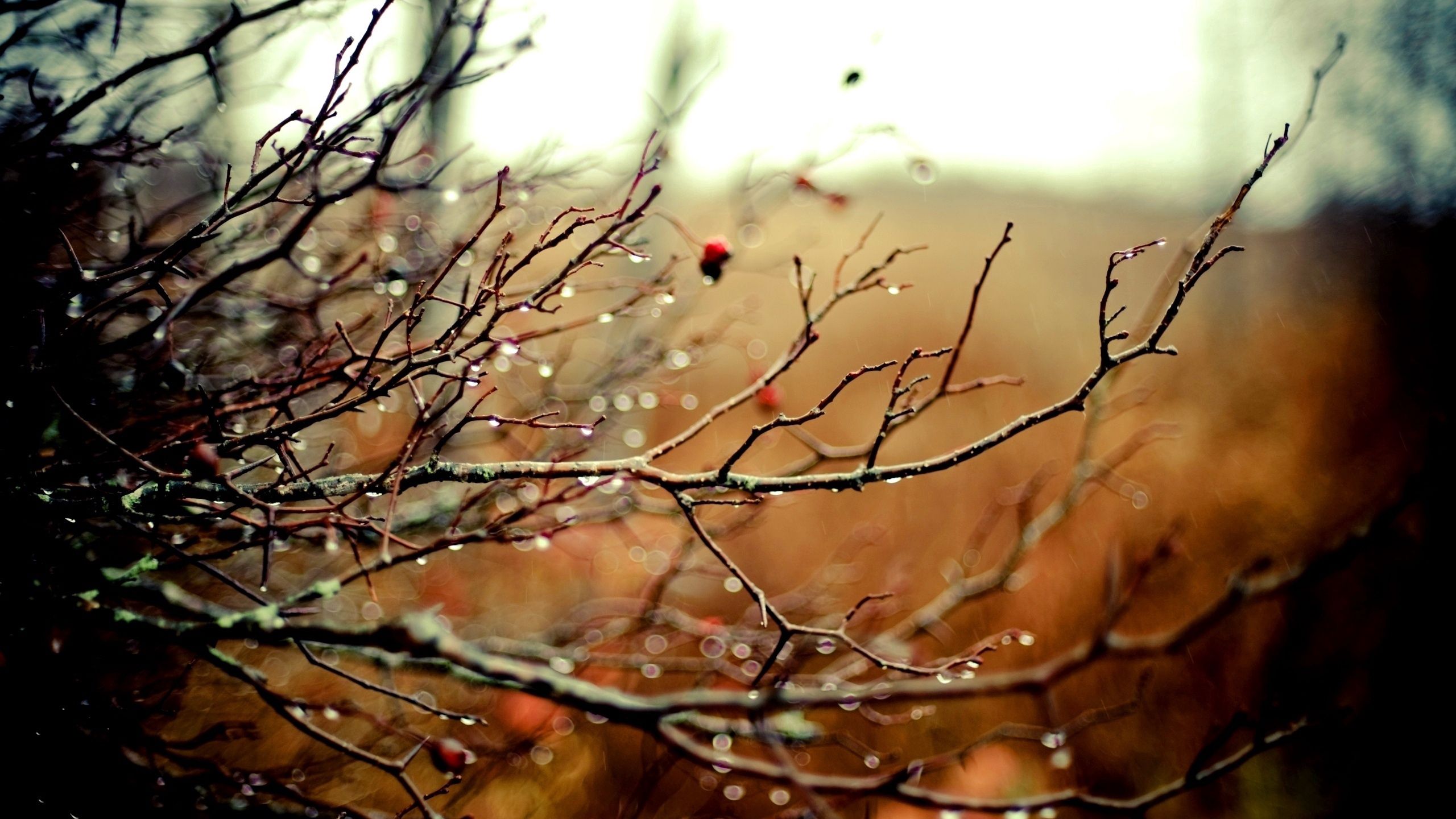 Download mobile wallpaper Branches, Wood, Branch, Tree, Nature, Drops, Autumn, Rain for free.