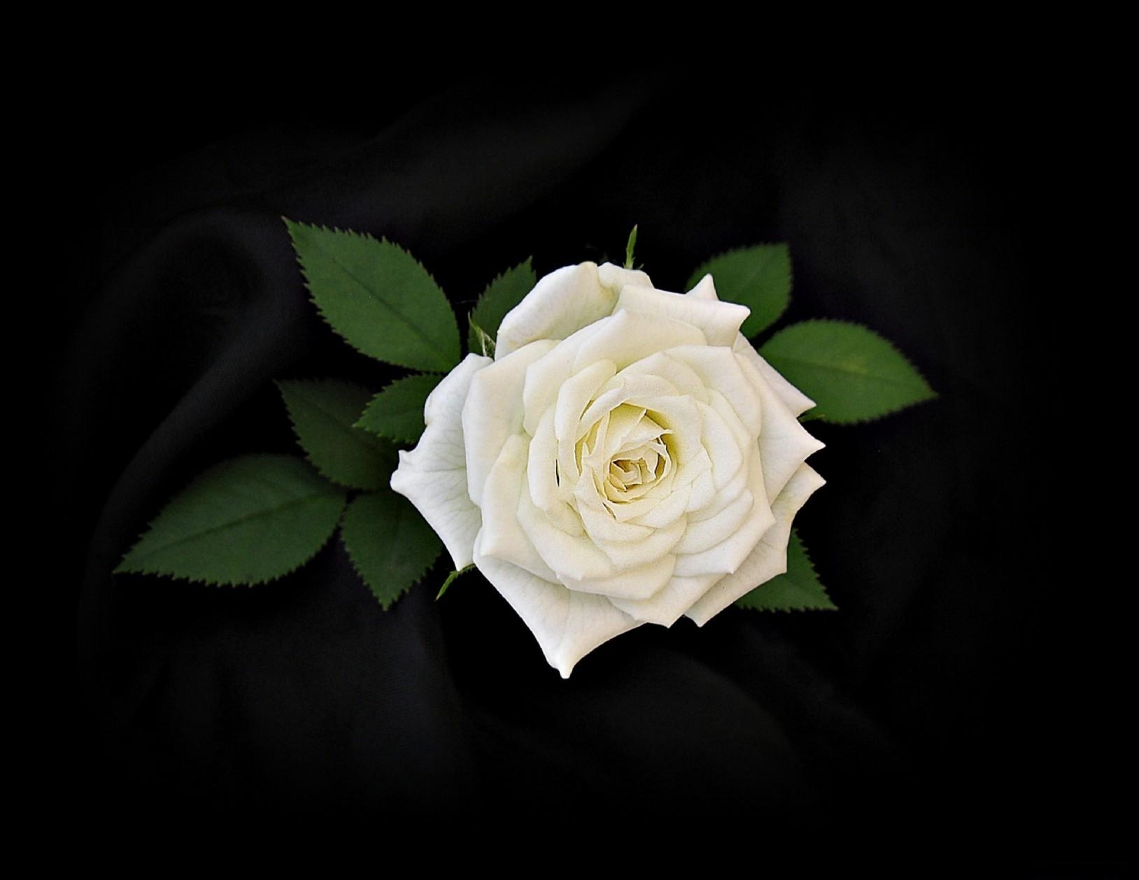 150280 завантажити картинку квіти, роза, квітка, листя, білий, троянда, чорний фон, біла - шпалери і заставки безкоштовно