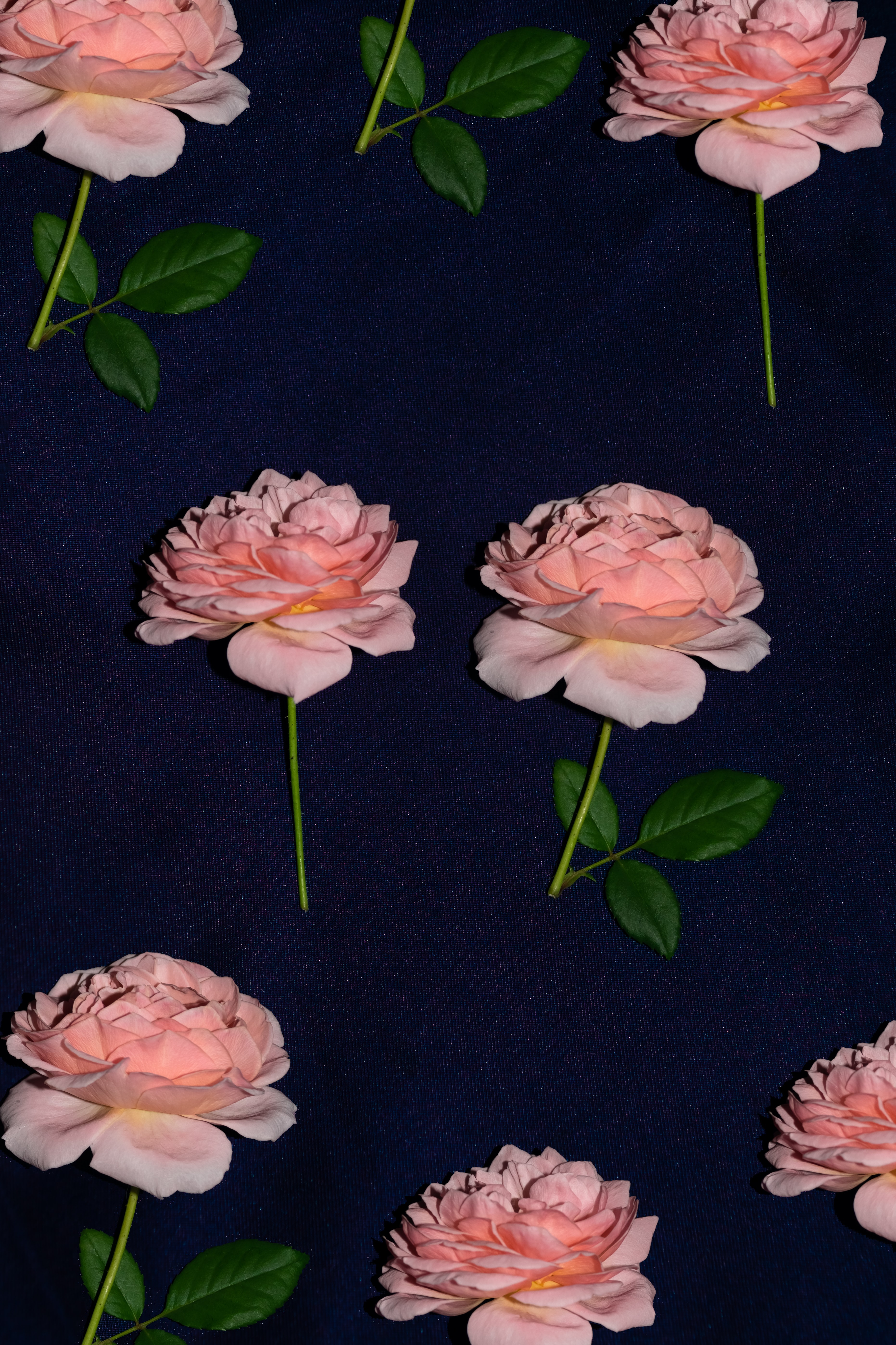 Скачать обои бесплатно Ткань, Цветы, Роза, Цветение картинка на рабочий стол ПК
