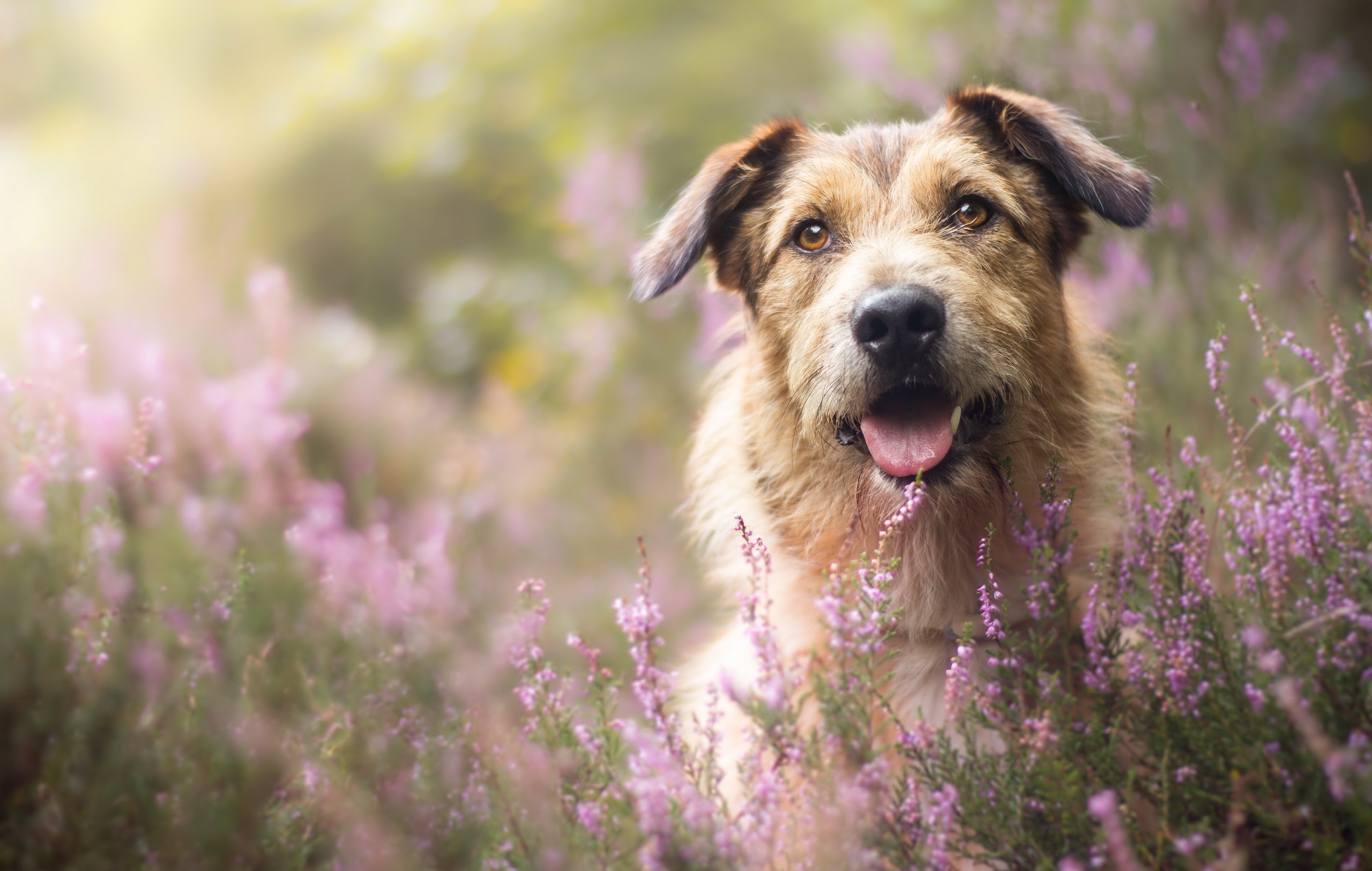 PCデスクトップに動物, 犬, 紫色の花, 被写界深度画像を無料でダウンロード