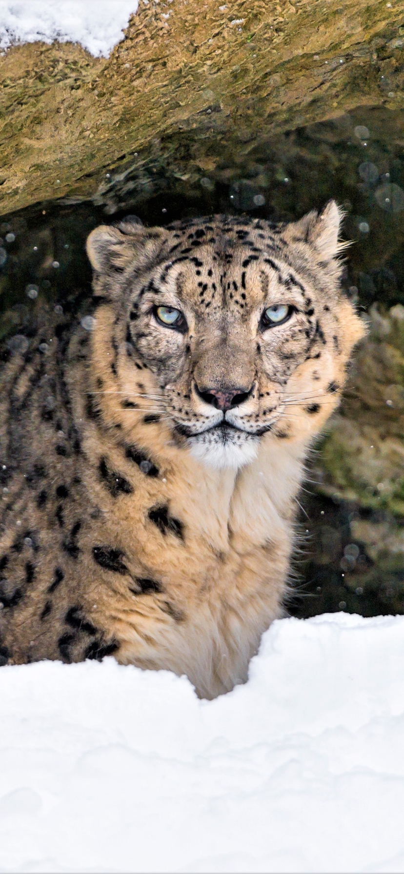 Download mobile wallpaper Winter, Cats, Snow Leopard, Animal for free.