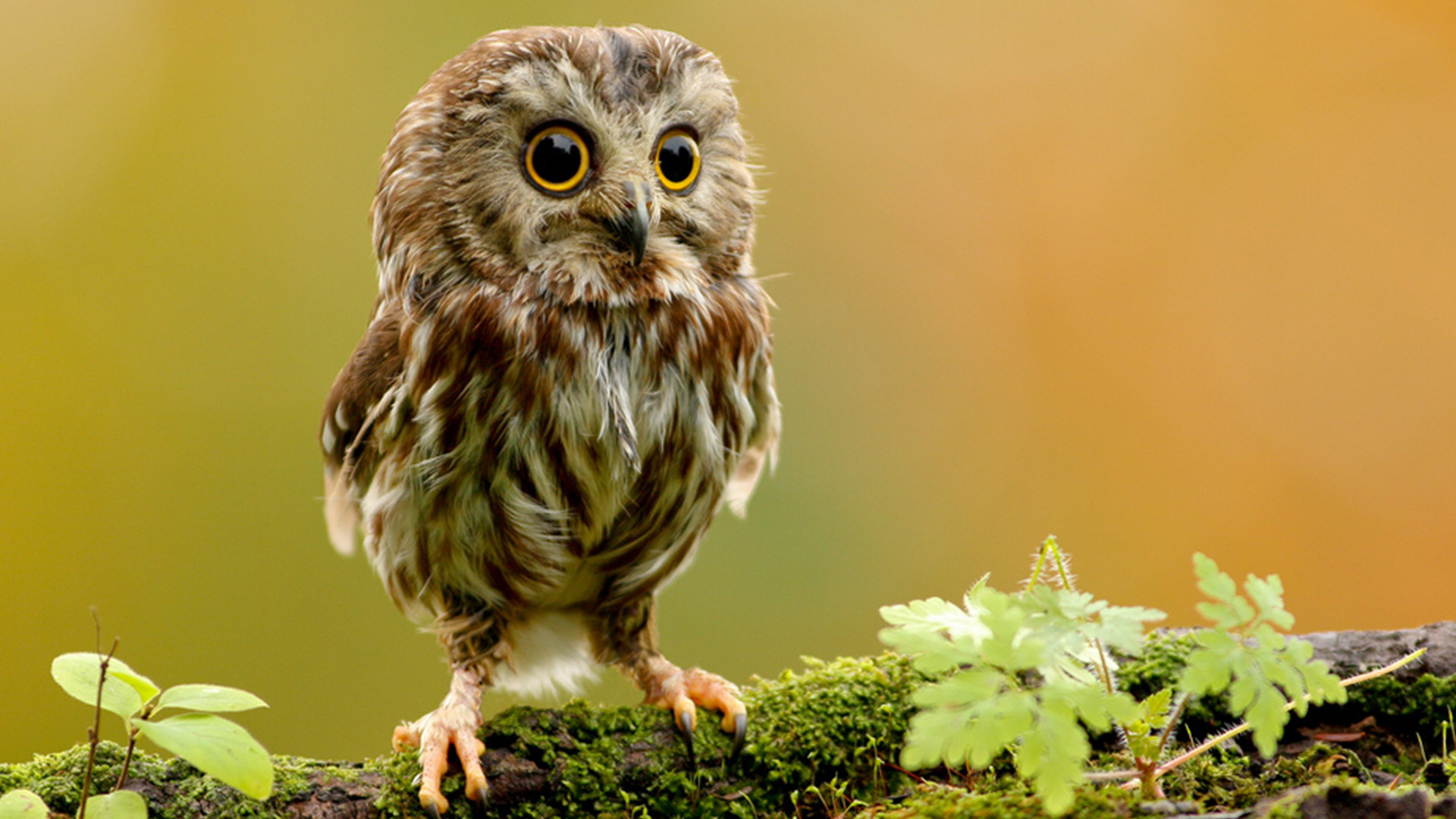 Free download wallpaper Animals, Birds, Owl on your PC desktop