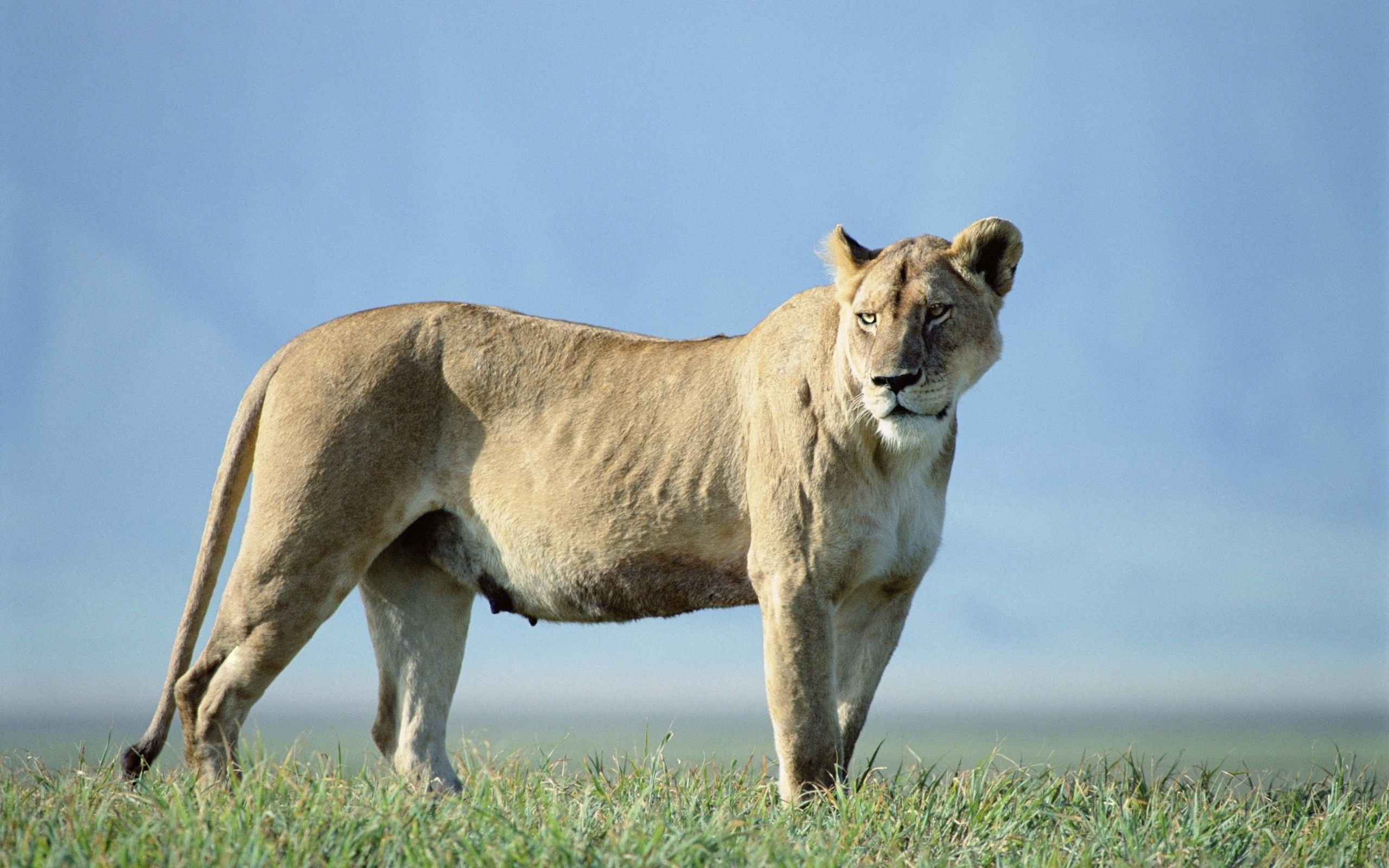 animals, grass, sky, lioness, to stand, stand