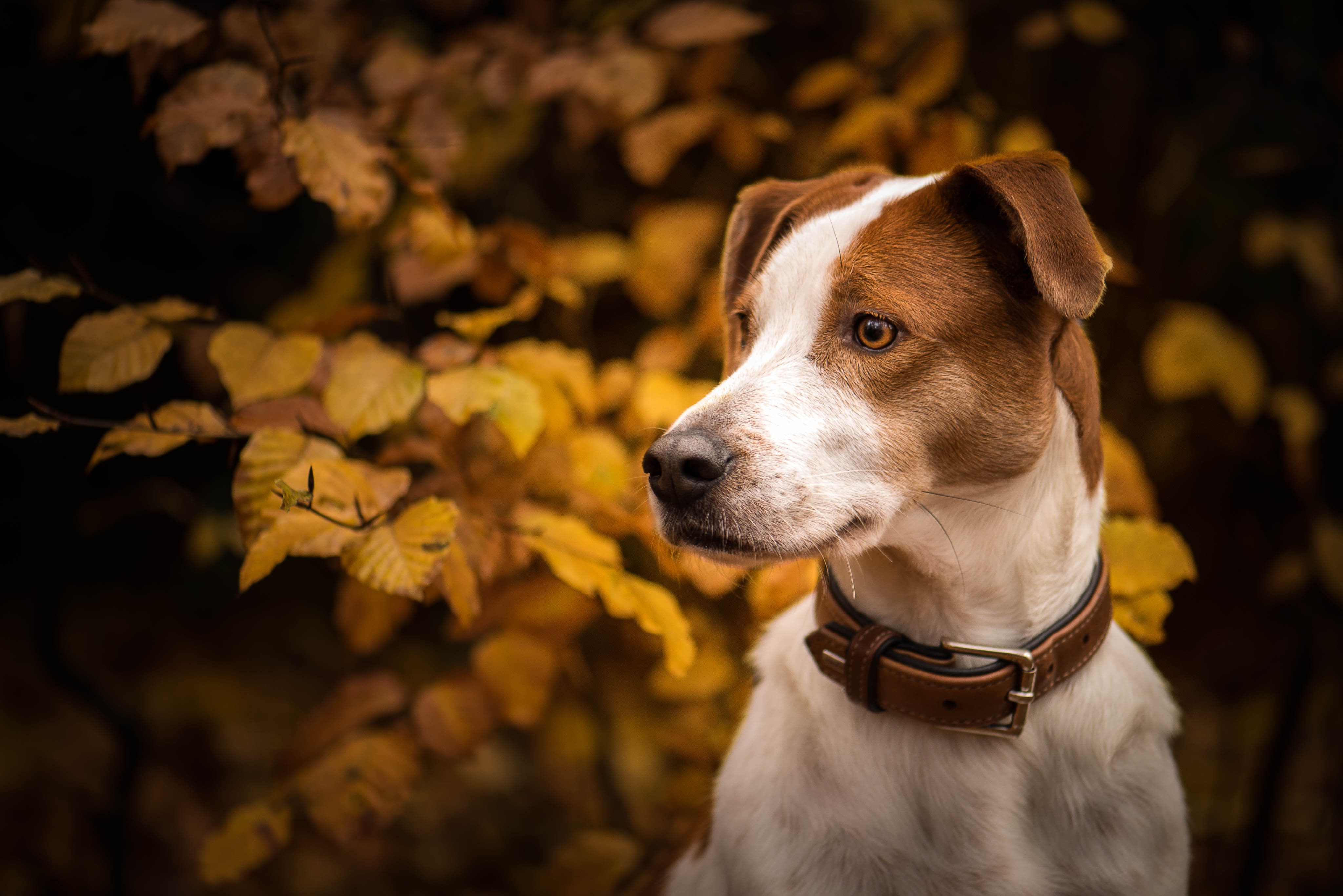 Download mobile wallpaper Dogs, Dog, Muzzle, Fall, Animal for free.
