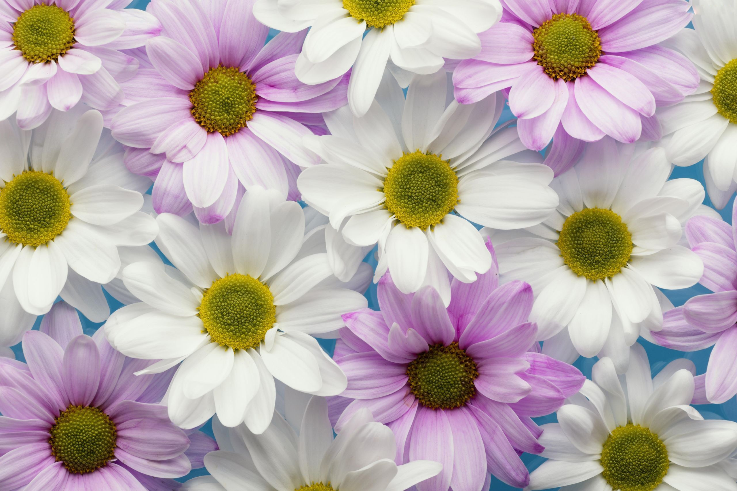 Download mobile wallpaper Flowers, Chrysanthemum, Earth for free.