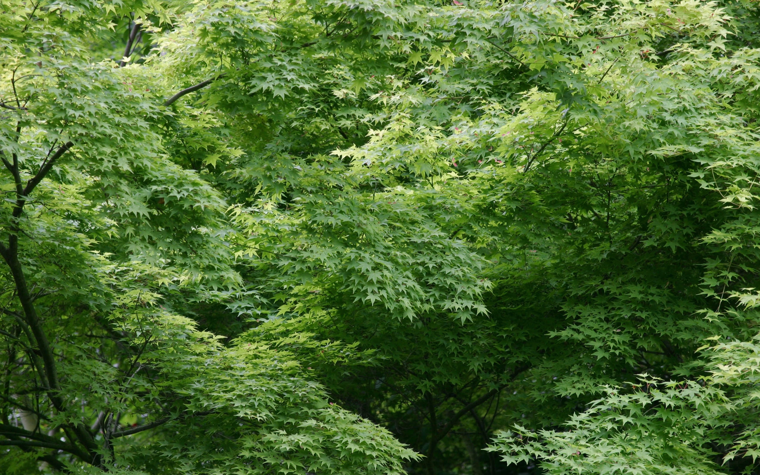 Скачать обои бесплатно Деревья, Фон, Листья, Растения картинка на рабочий стол ПК