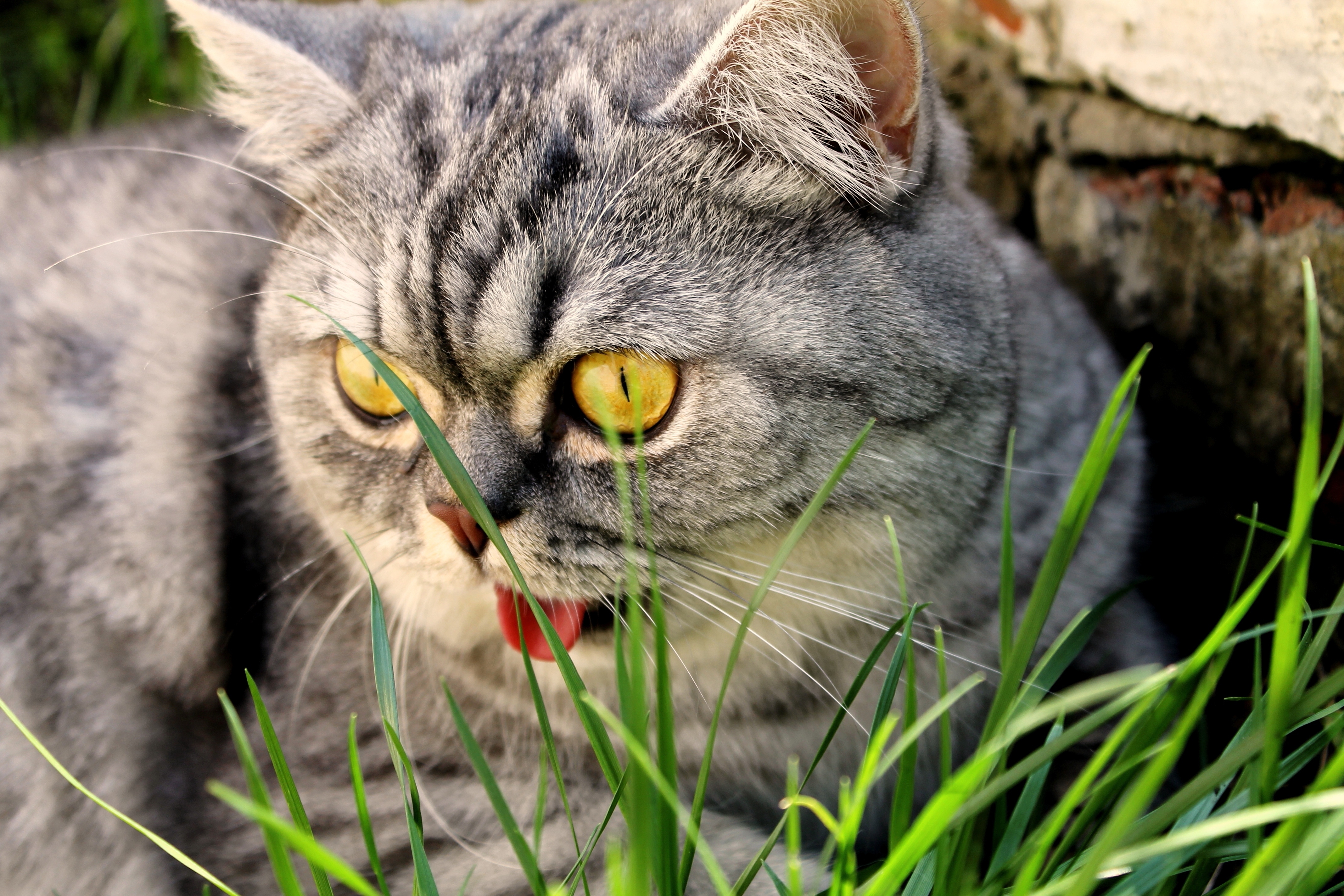 Download mobile wallpaper Sight, Grass, Opinion, Animals, Muzzle, Cat for free.