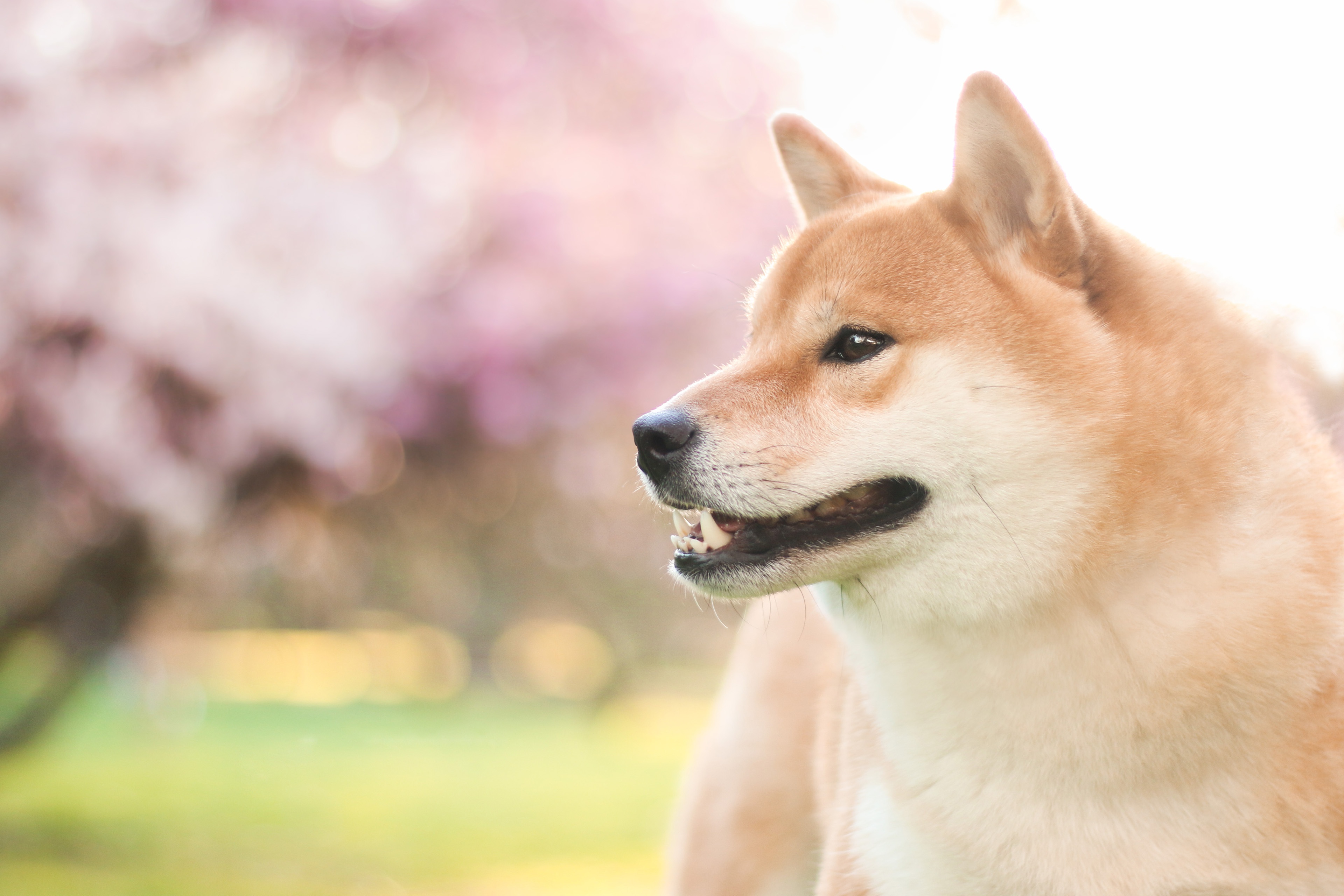 Free download wallpaper Dogs, Dog, Animal, Shiba Inu, Depth Of Field on your PC desktop