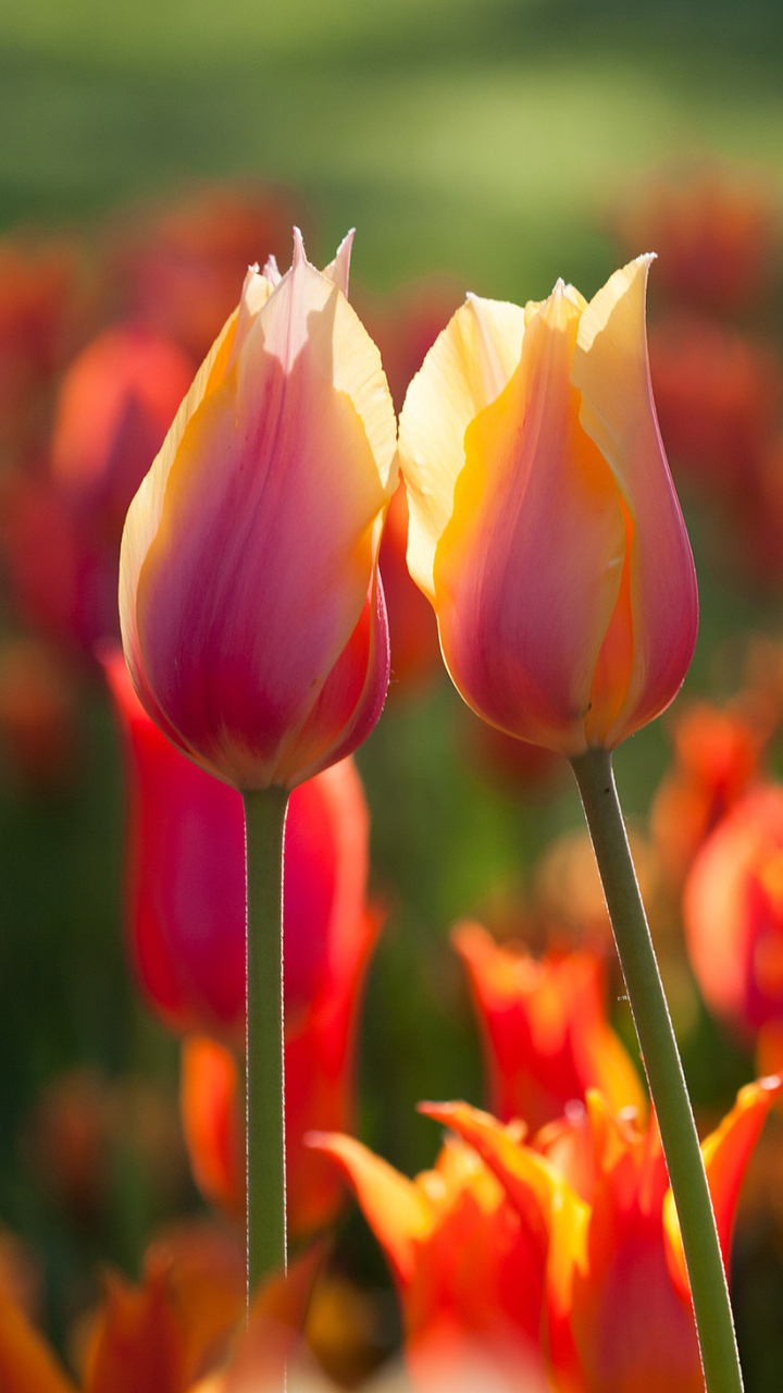 Descarga gratuita de fondo de pantalla para móvil de Flores, Flor, Tulipán, Tierra/naturaleza.