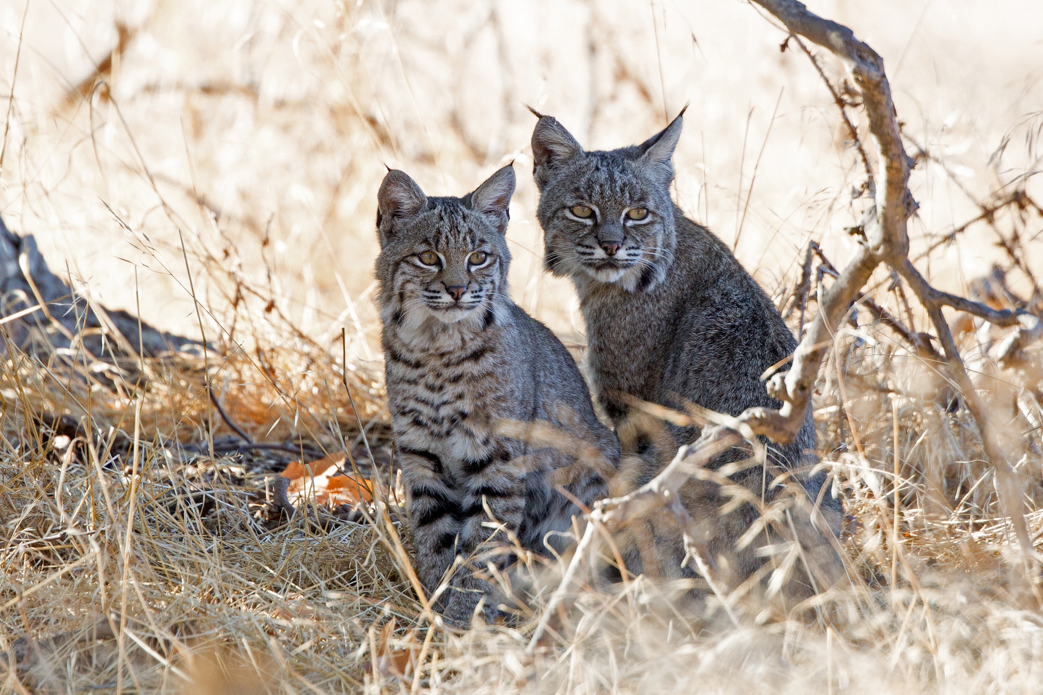 Descarga gratis la imagen Animales, Gatos, Lince en el escritorio de tu PC