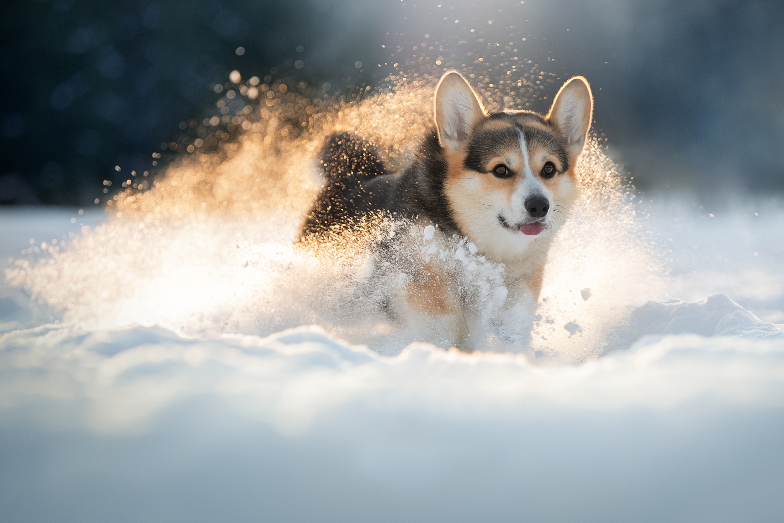 Download mobile wallpaper Winter, Dogs, Snow, Dog, Animal, Corgi for free.