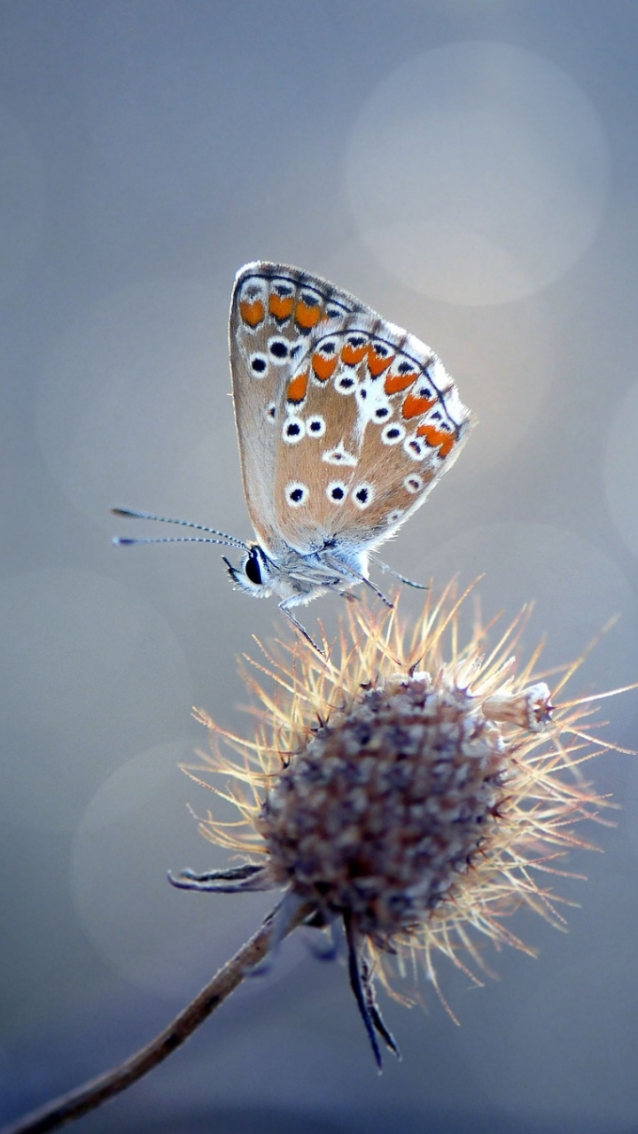 Descarga gratuita de fondo de pantalla para móvil de Animales, Mariposa.