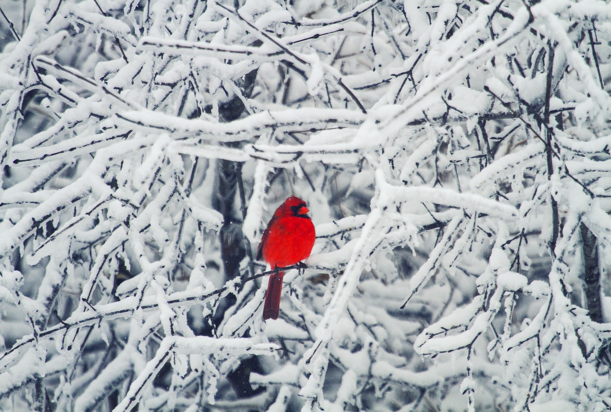 PCデスクトップに動物, 冬, 鳥, 雪, 枢機卿画像を無料でダウンロード