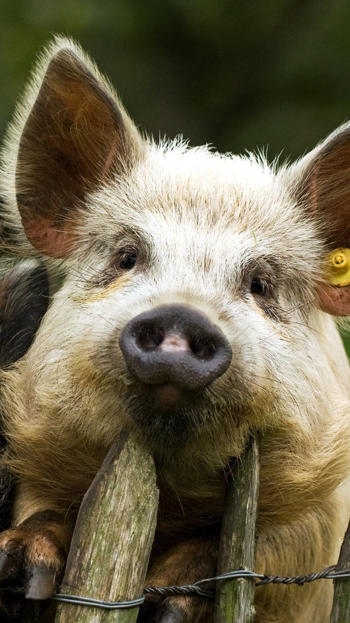 Handy-Wallpaper Tiere, Schwein kostenlos herunterladen.