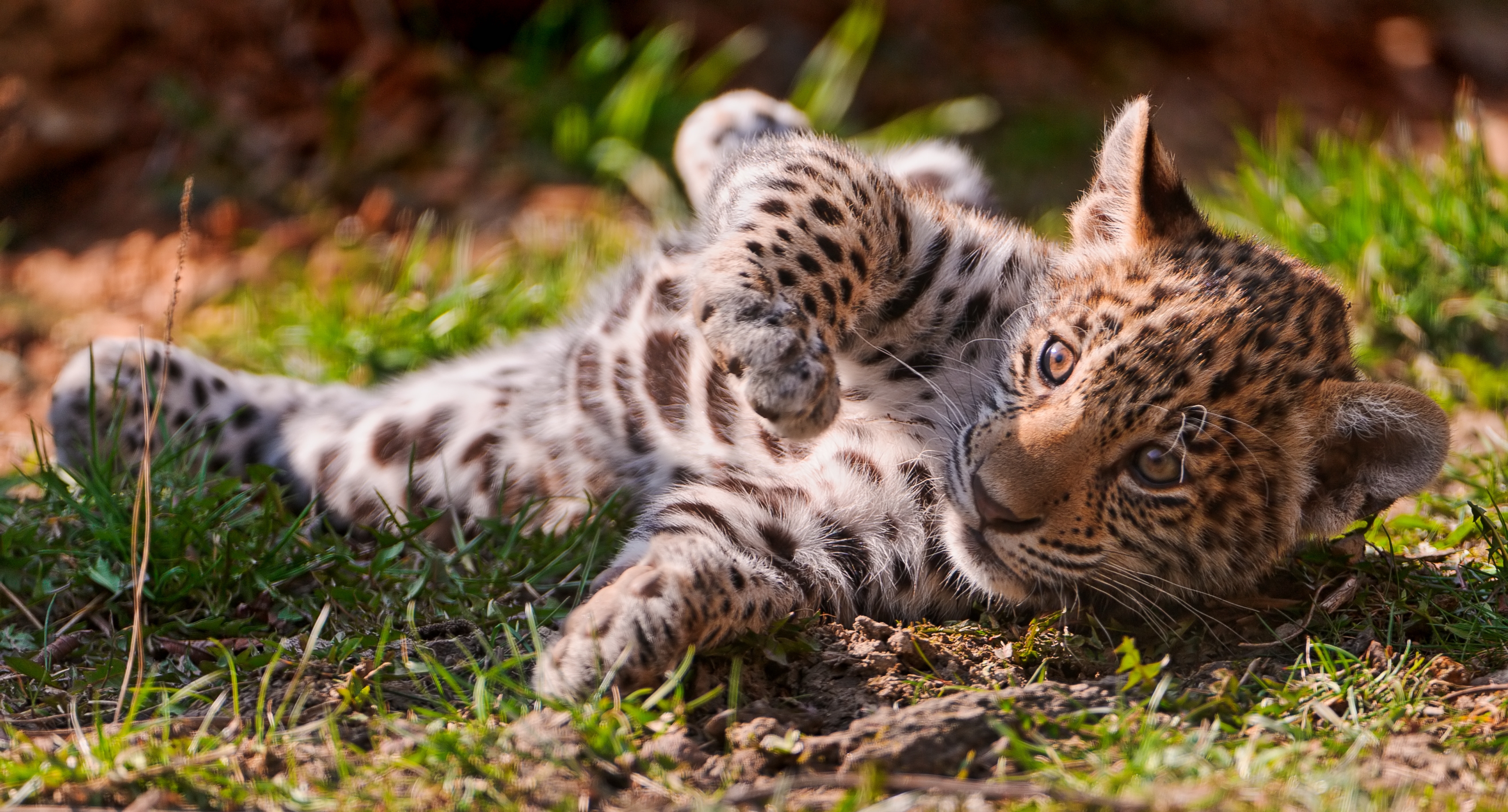 Download mobile wallpaper Young, To Lie Down, Lie, Playful, Grass, Joey, Leopard, Animals for free.