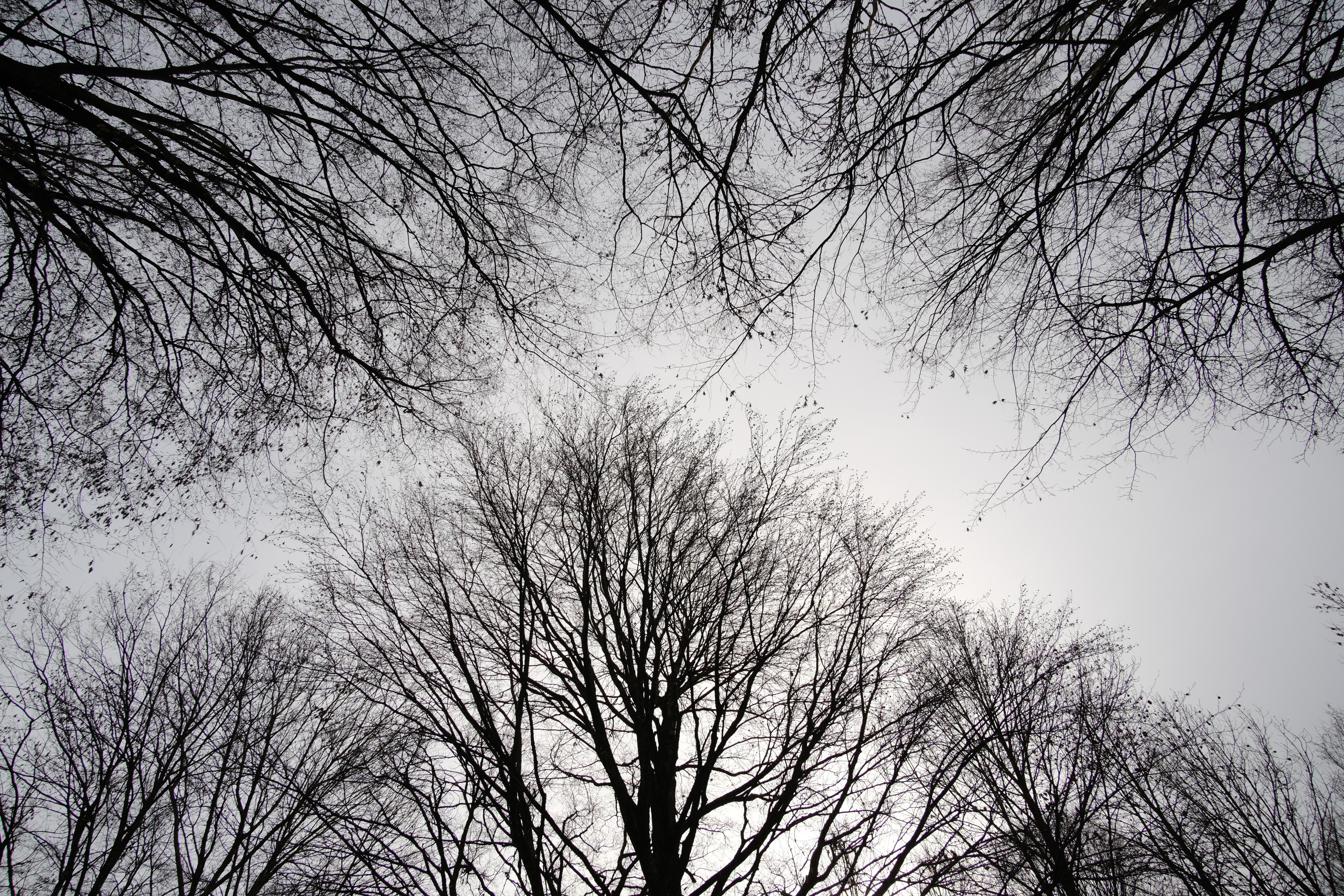 Download mobile wallpaper Branches, Trees, Sky, Bw, Chb, Nature for free.