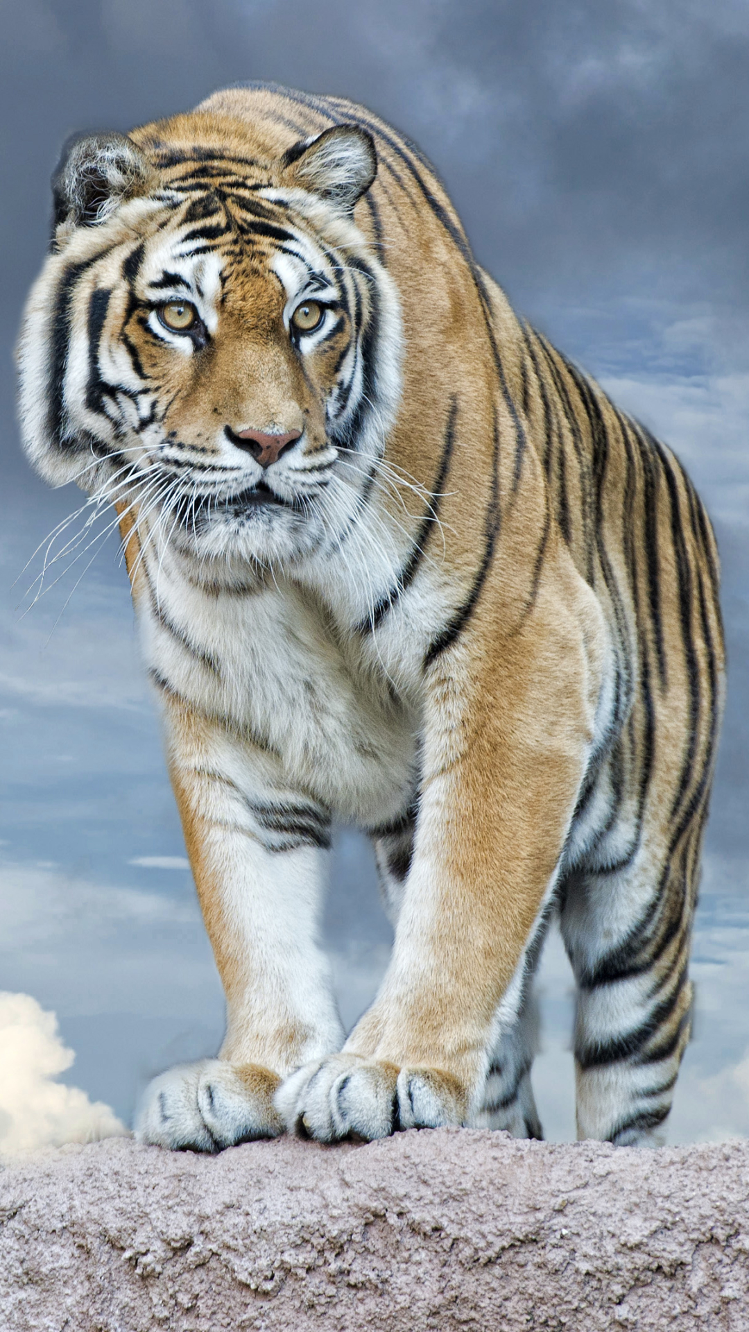 Download mobile wallpaper Cats, Tiger, Animal for free.