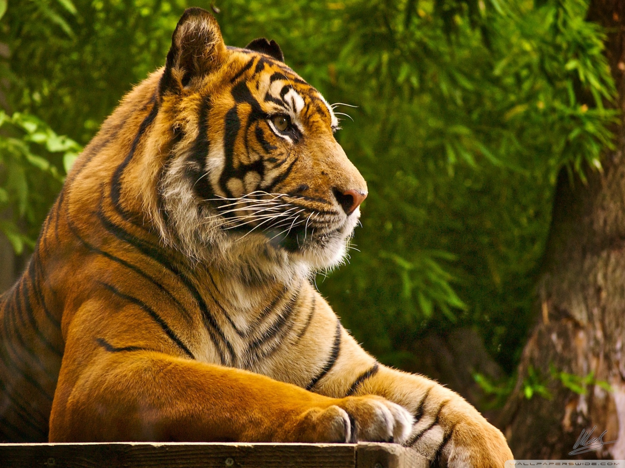 Скачать обои бесплатно Животные, Тигр, Кошки картинка на рабочий стол ПК
