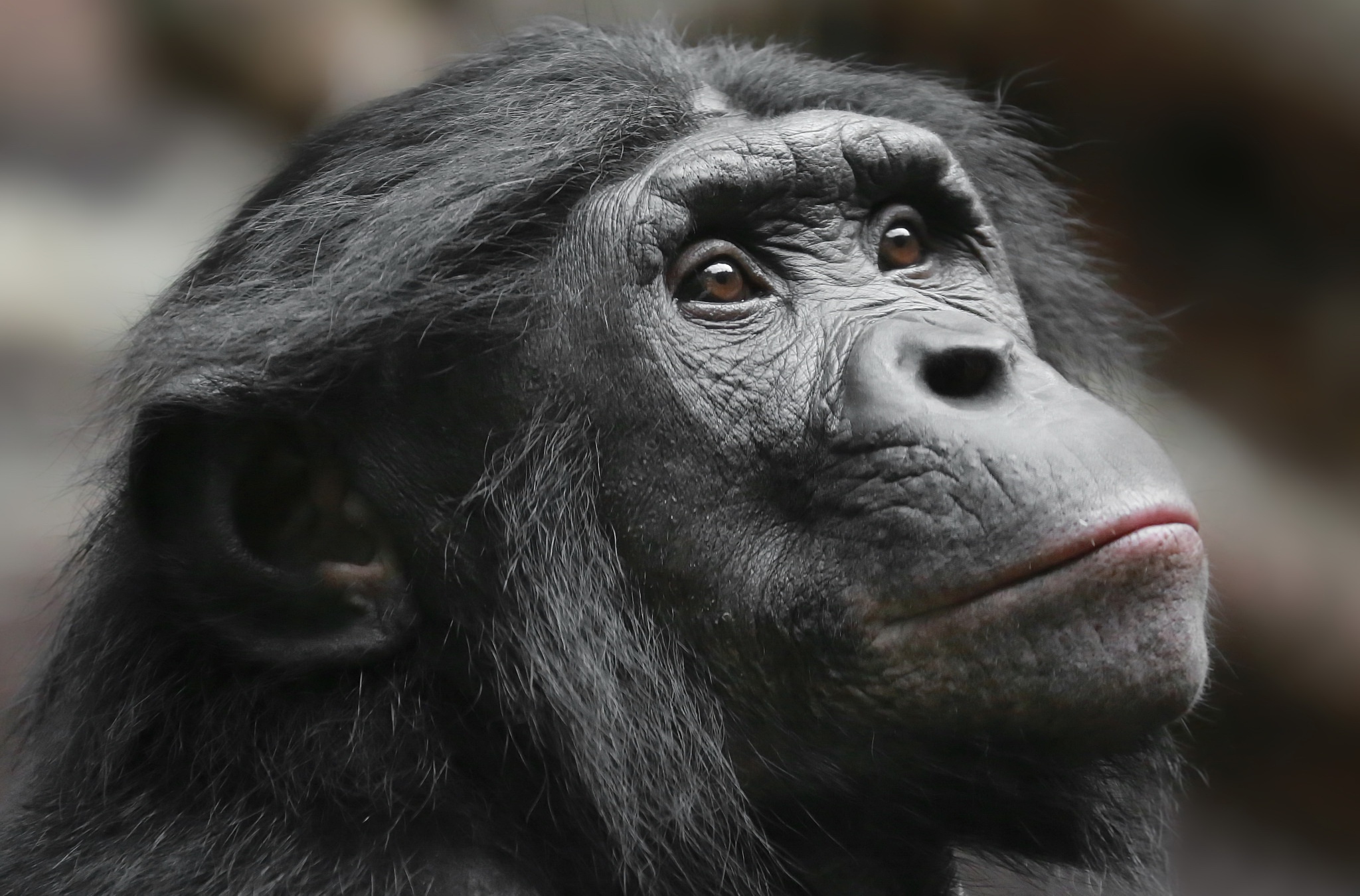 Download mobile wallpaper Monkeys, Monkey, Animal, Primate, Bonobo for free.