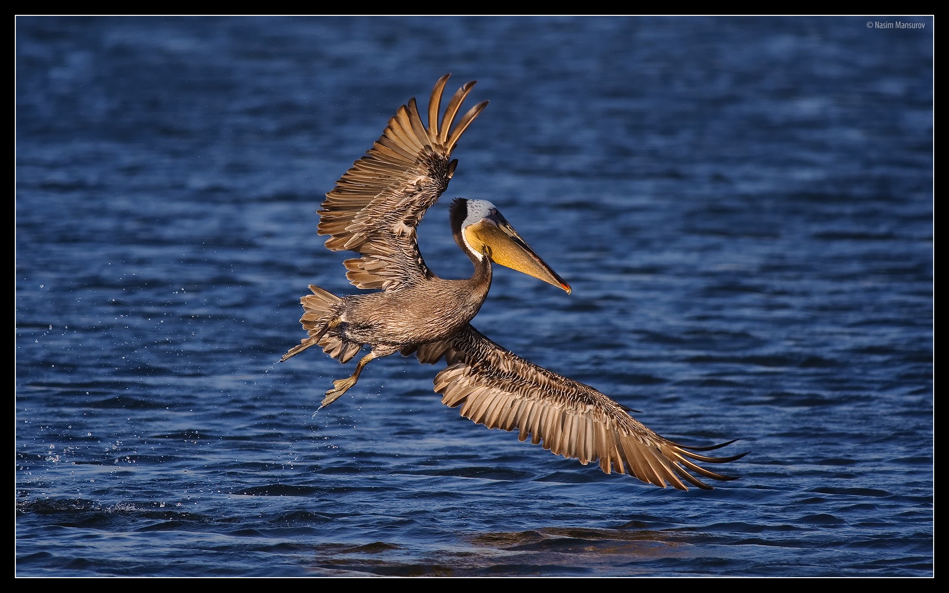 273369 Hintergrundbild herunterladen tiere, pelikan, vogel, blau, wasser, vögel - Bildschirmschoner und Bilder kostenlos