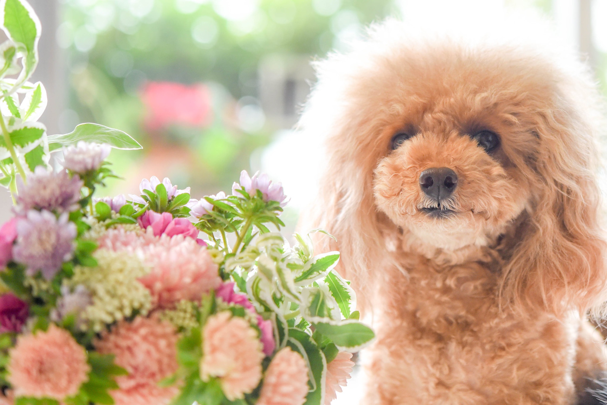 Download mobile wallpaper Dogs, Flower, Dog, Bouquet, Animal, Poodle for free.