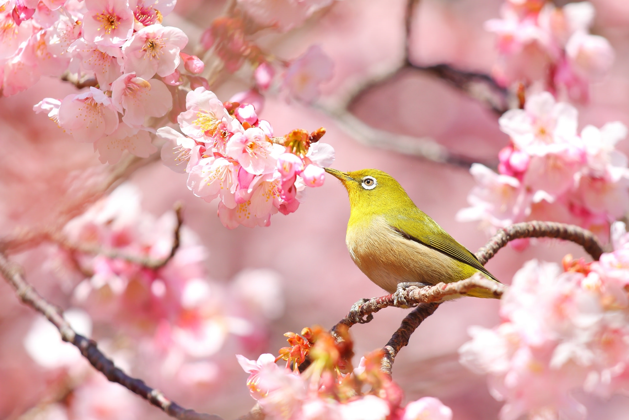 Download mobile wallpaper Birds, Flower, Bird, Branch, Animal, Spring, Blossom, Pink Flower for free.