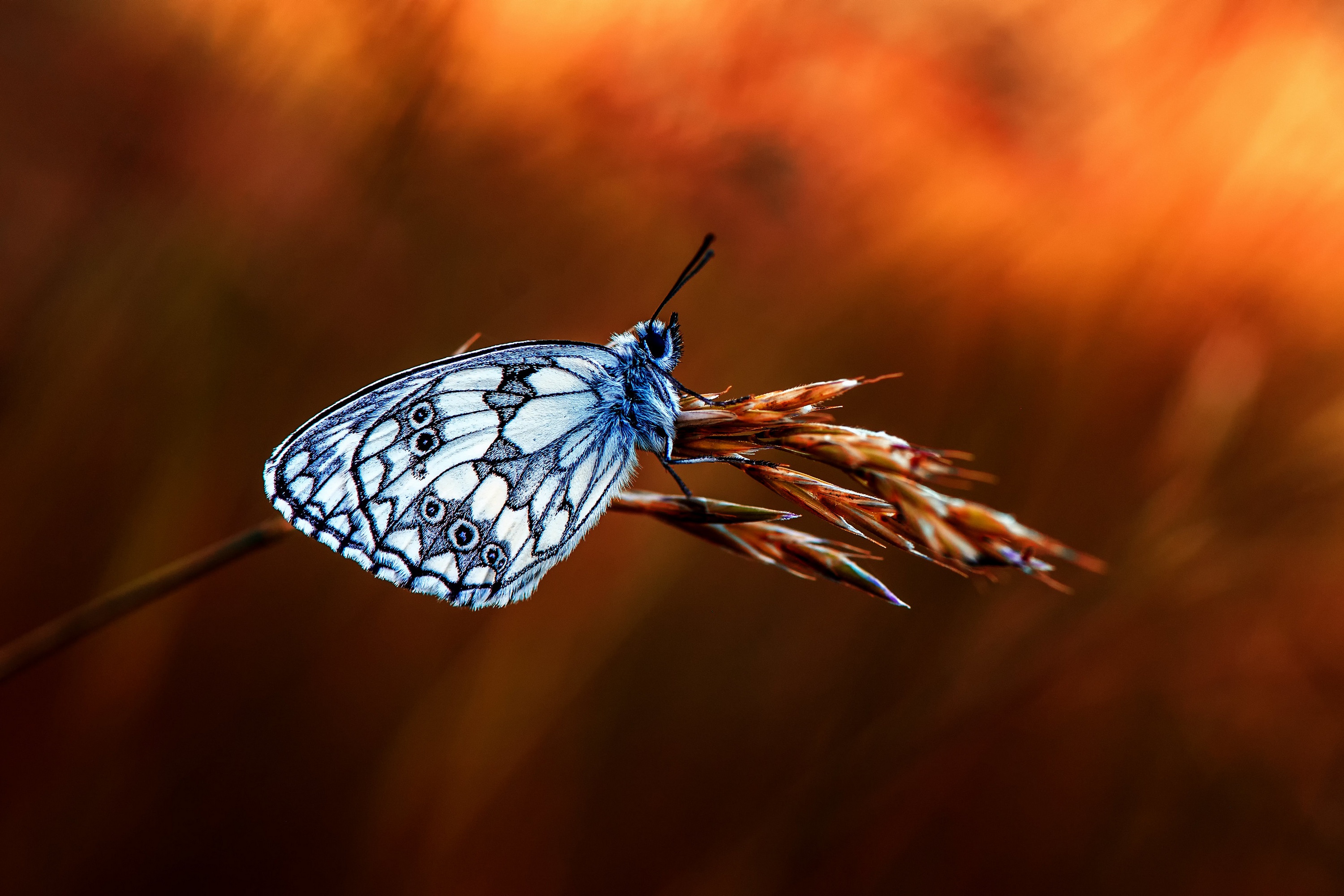 Free download wallpaper Macro, Insect, Butterfly, Animal on your PC desktop