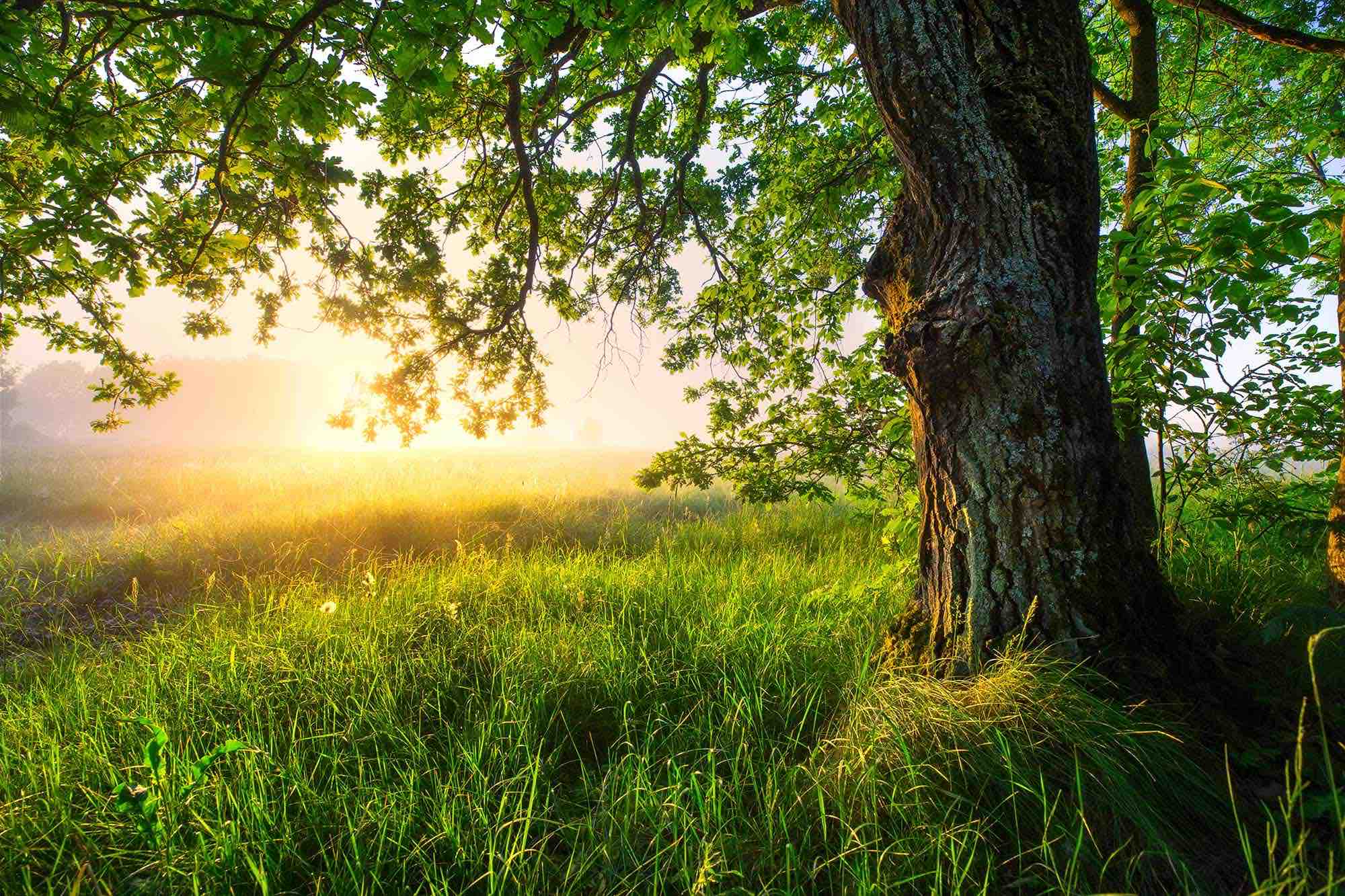 Download mobile wallpaper Grass, Tree, Earth, Sunlight for free.