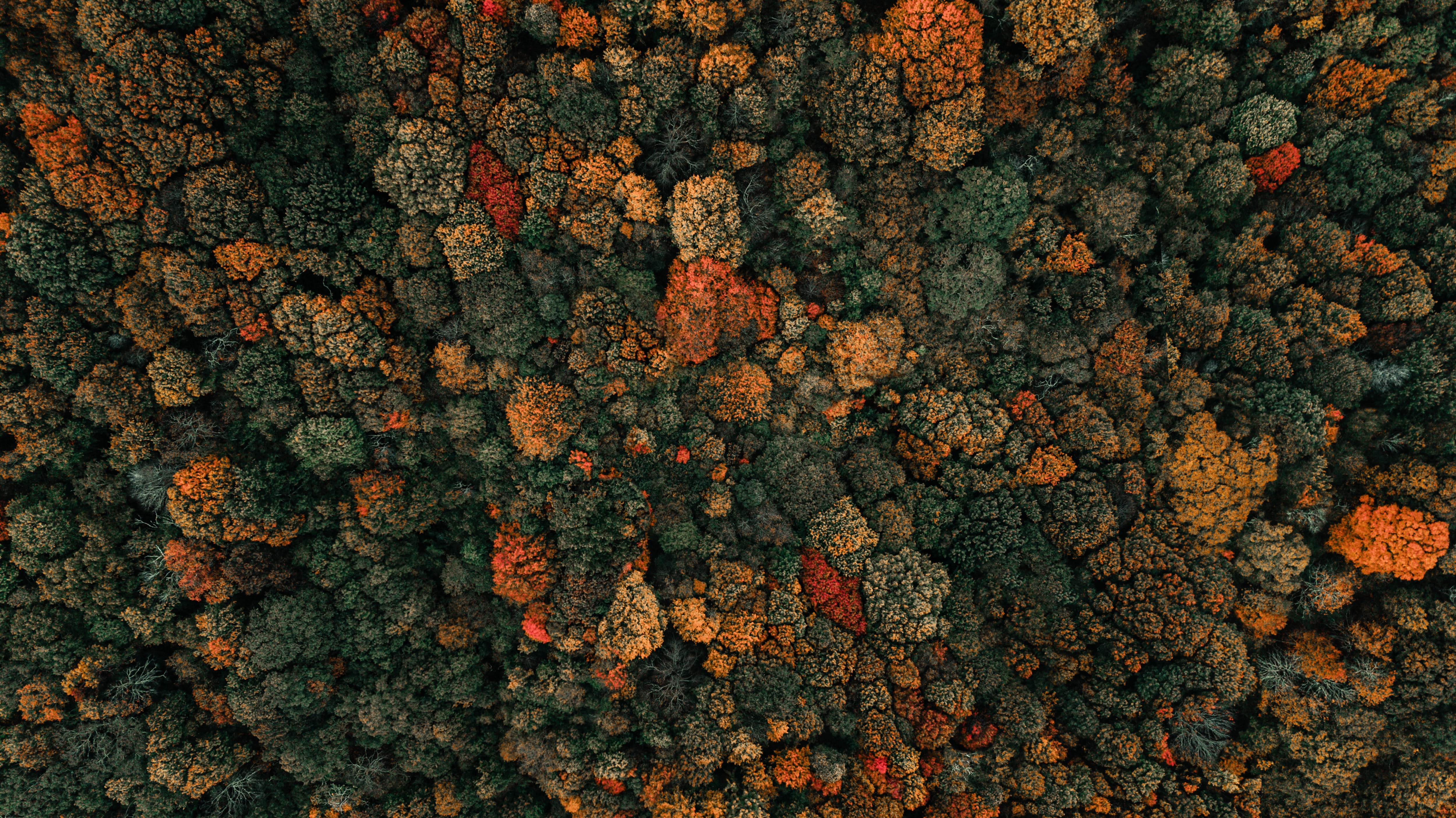 Скачать обои бесплатно Вид Сверху, Деревья, Природа, Лес, Осень картинка на рабочий стол ПК
