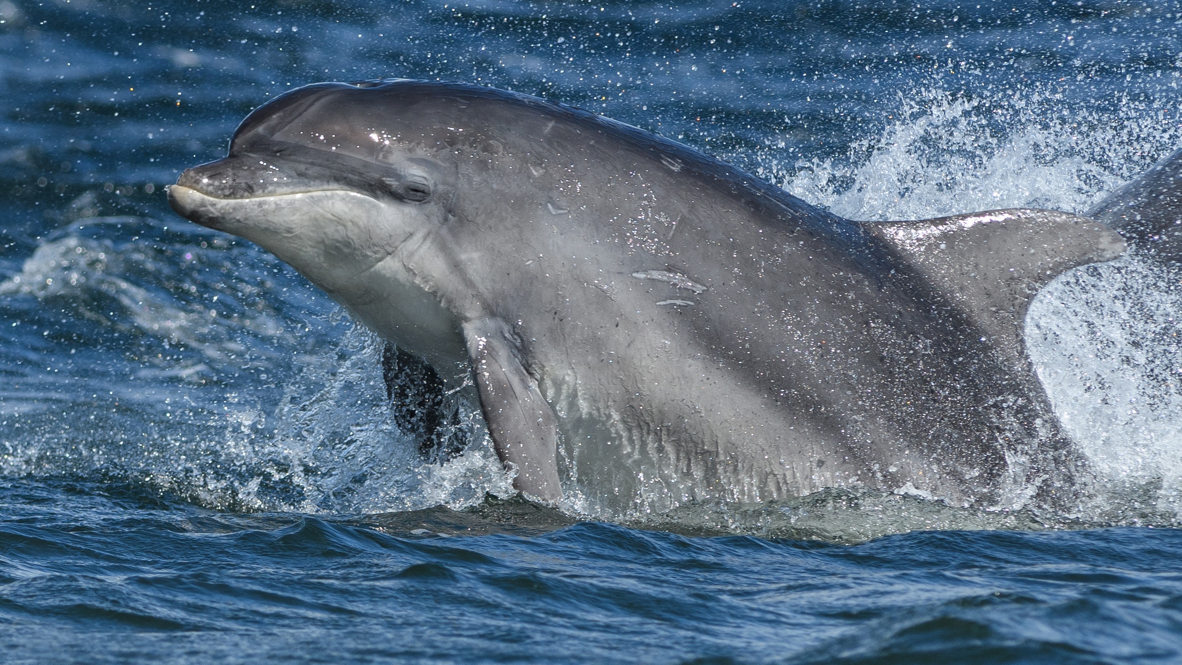 Téléchargez gratuitement l'image Animaux, Dauphin, Vie Marine sur le bureau de votre PC