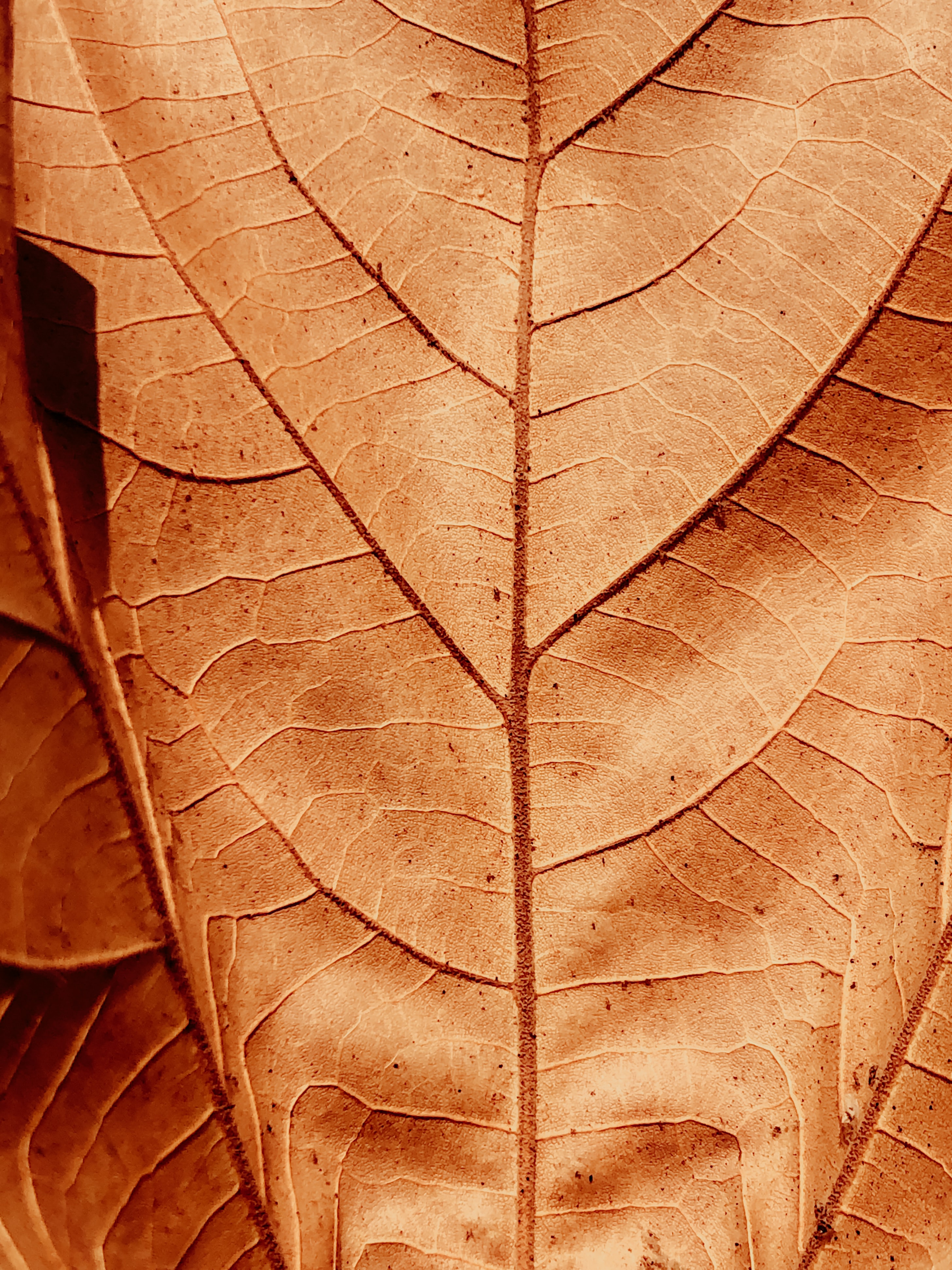 Free download wallpaper Macro, Sheet, Leaf, Dry, Veins on your PC desktop