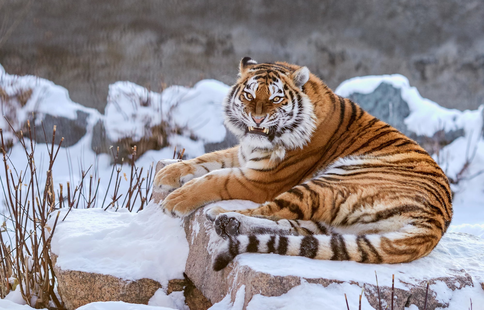 Tiger  HD desktop images
