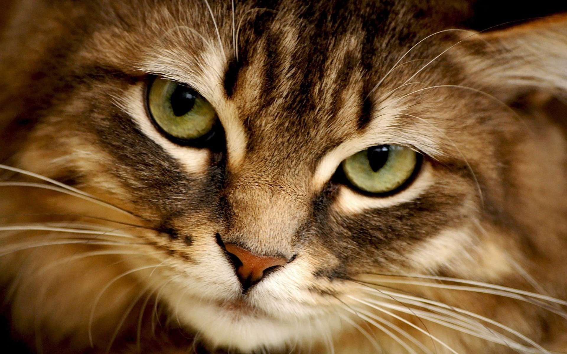 Завантажити шпалери безкоштовно Кішка, Тварина картинка на робочий стіл ПК