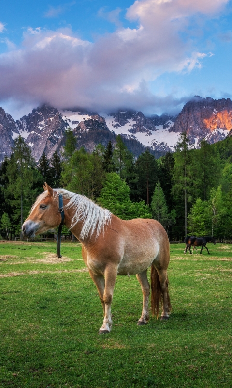 Handy-Wallpaper Tiere, Berg, Gebirge, Hauspferd kostenlos herunterladen.