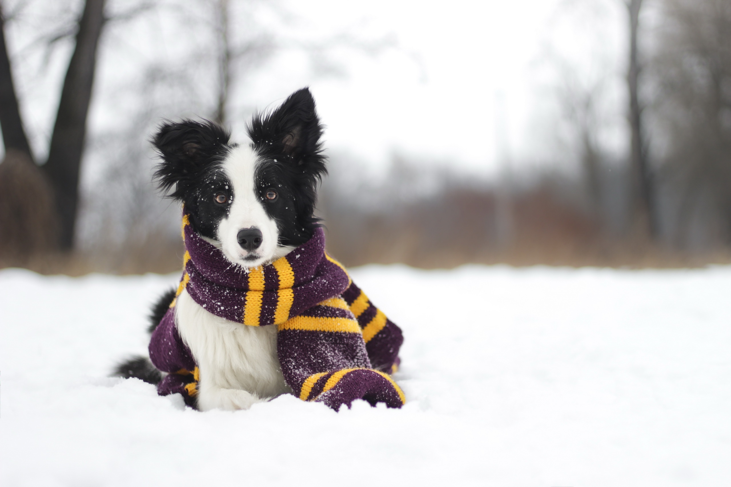 PCデスクトップに動物, 冬, 犬, スカーフ, ボーダーコリー, 被写界深度画像を無料でダウンロード