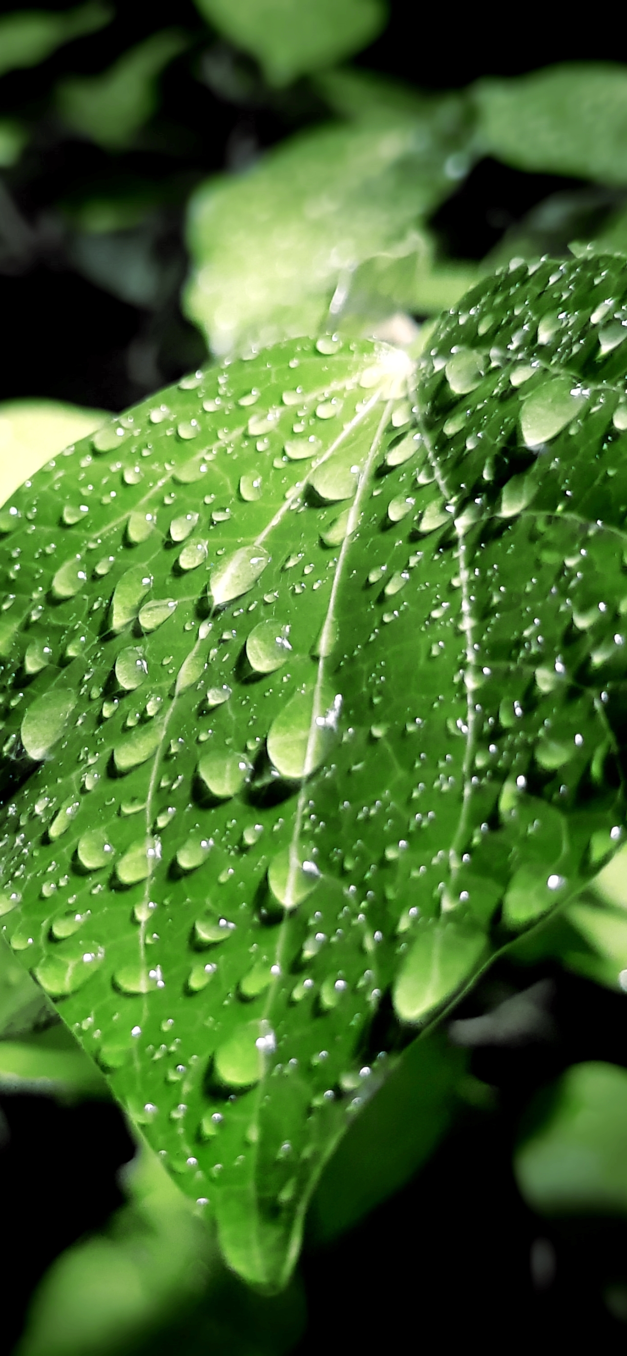 Download mobile wallpaper Macro, Leaf, Earth, Water Drop, Greenery for free.