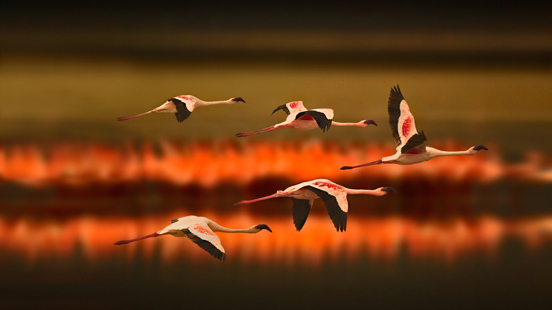 Free download wallpaper Birds, Flamingo, Bird, Animal, Depth Of Field on your PC desktop