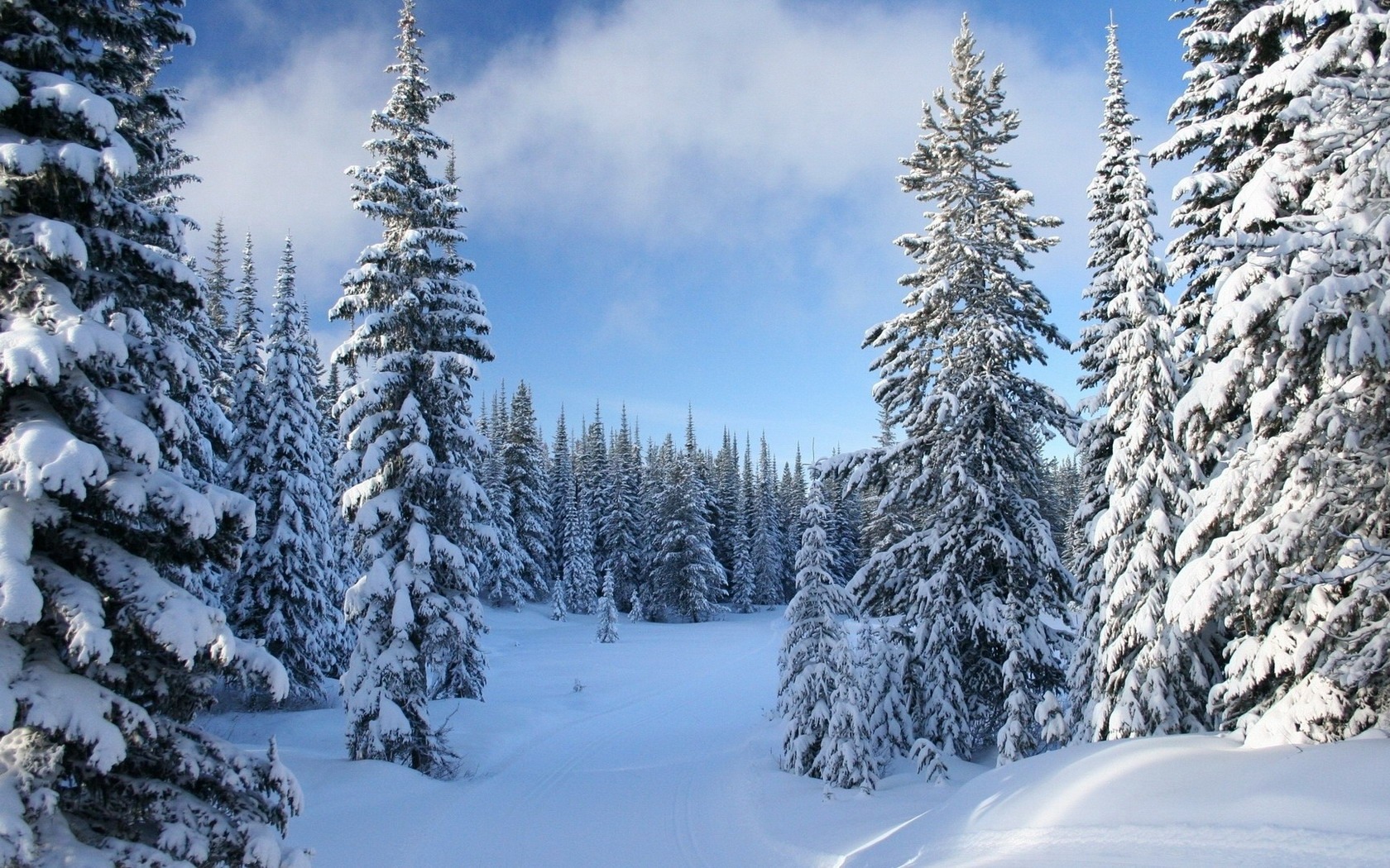 Baixar papel de parede para celular de Inverno, Neve, Floresta, Árvore, Terra/natureza gratuito.