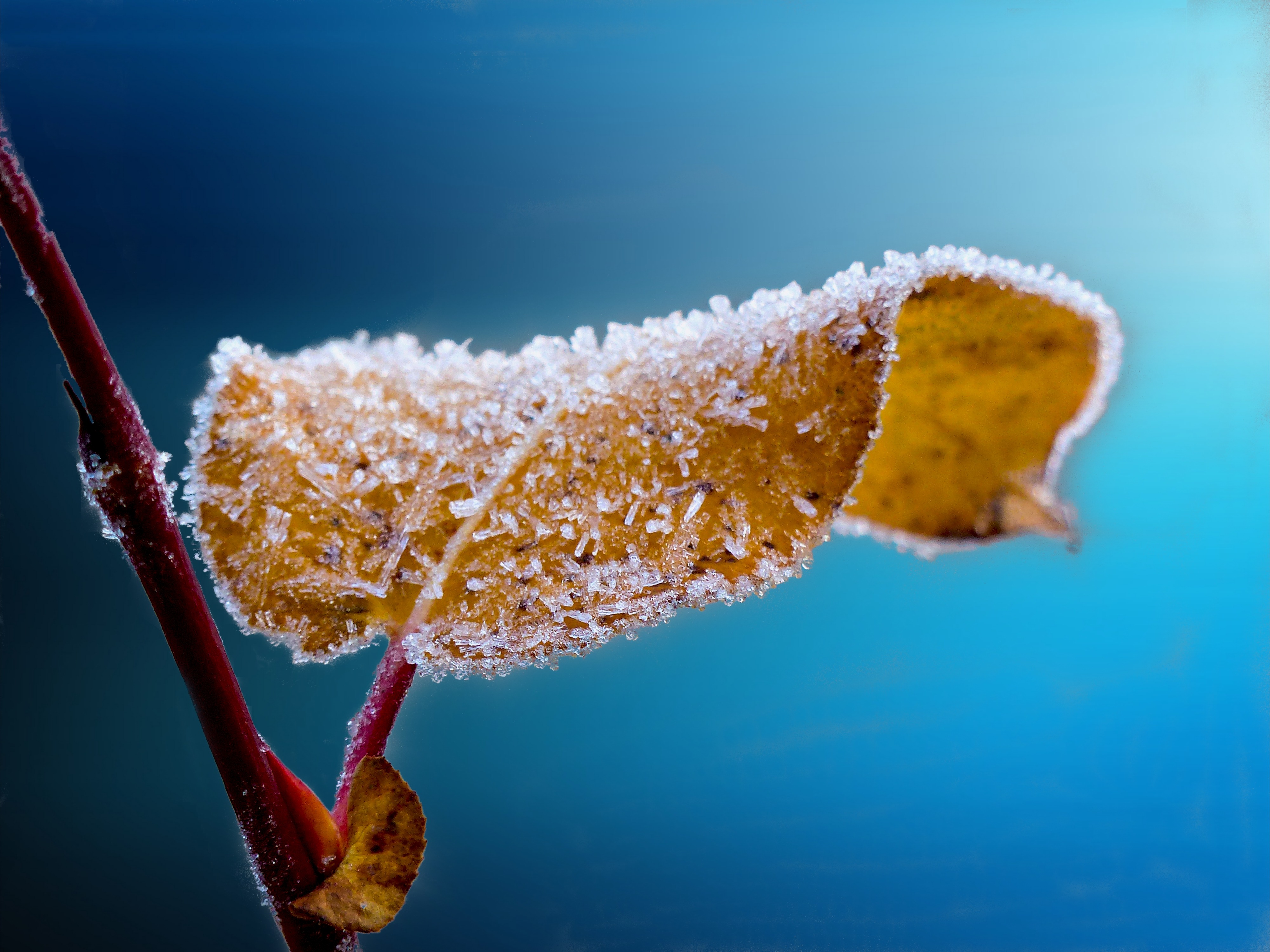 Download mobile wallpaper Nature, Macro, Leaf, Earth, Frozen for free.